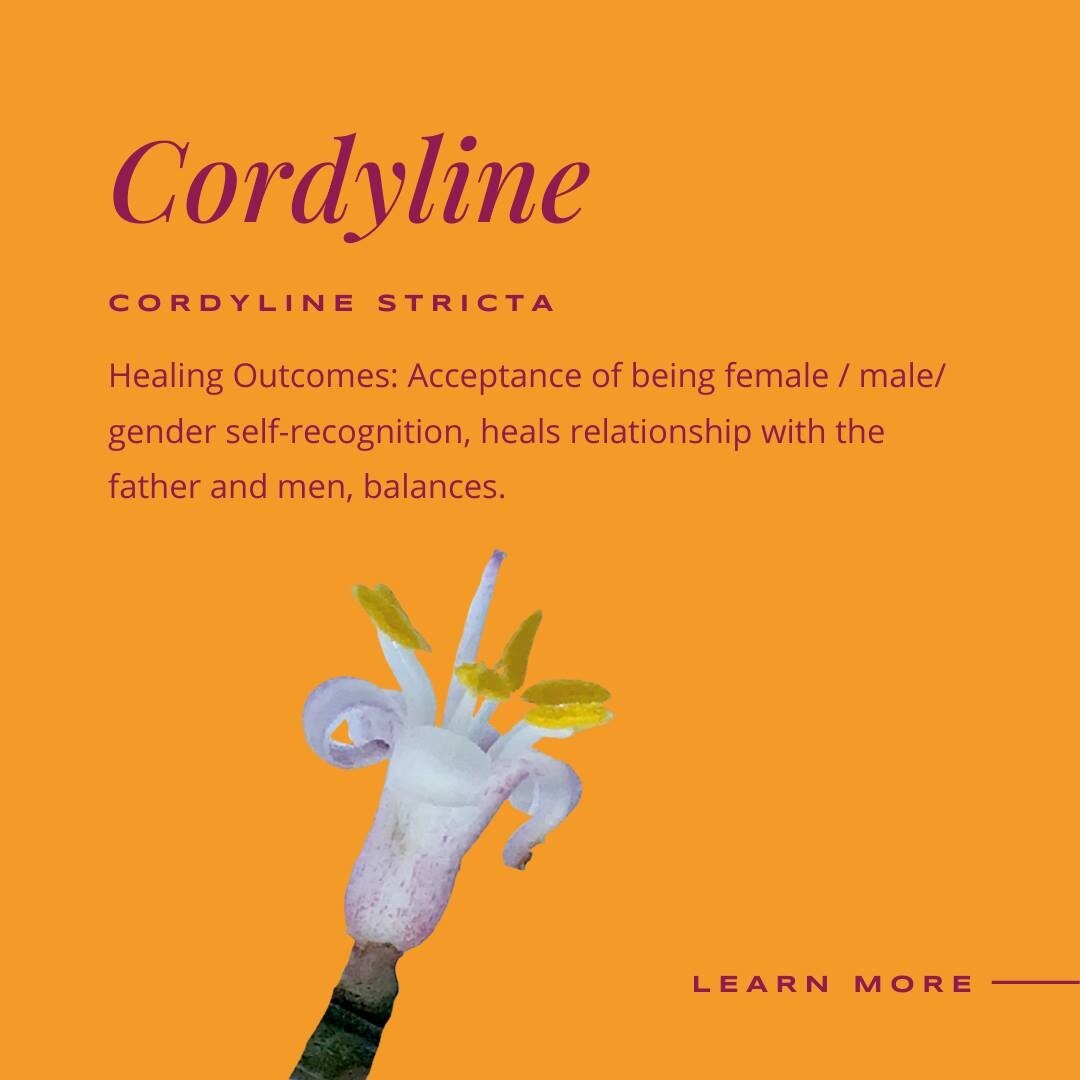 Our flower this week is the tiny, but gorgeously detailed, #Cordyline. The #flowerfriday story is now available to watch. But for now, a little more about this essence...

Native to Australia, Cordyline is a tall shrub of about 2-3metres, with long, 