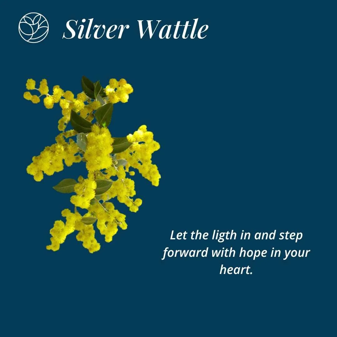Silver Wattle.jpg