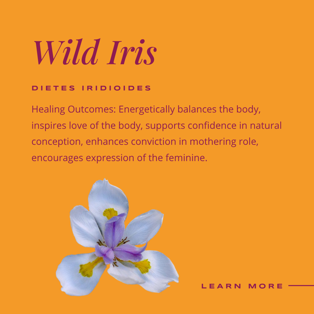 Wild Iris - Instagram.png