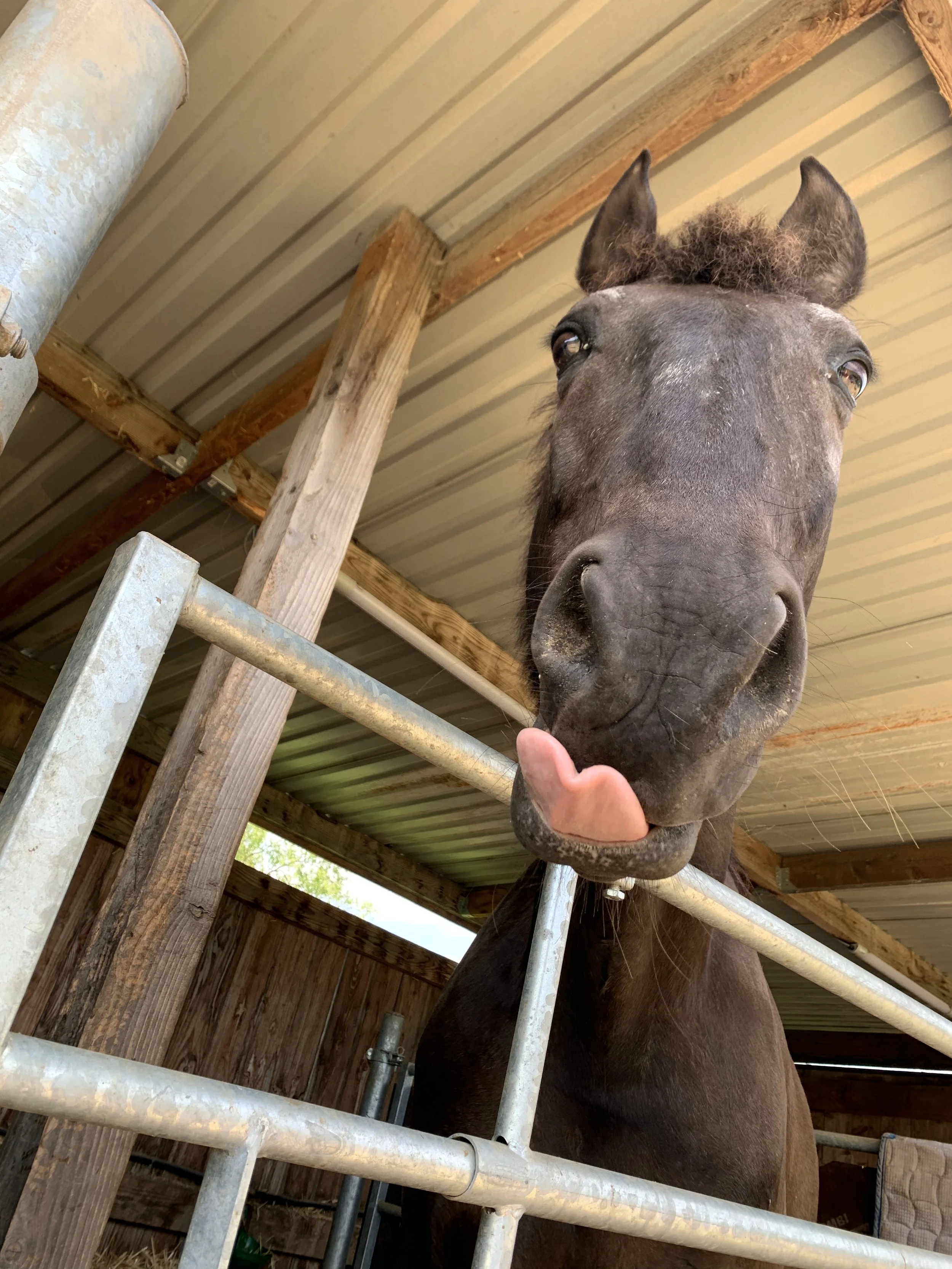 moulin_neuf_album (8).jpeg