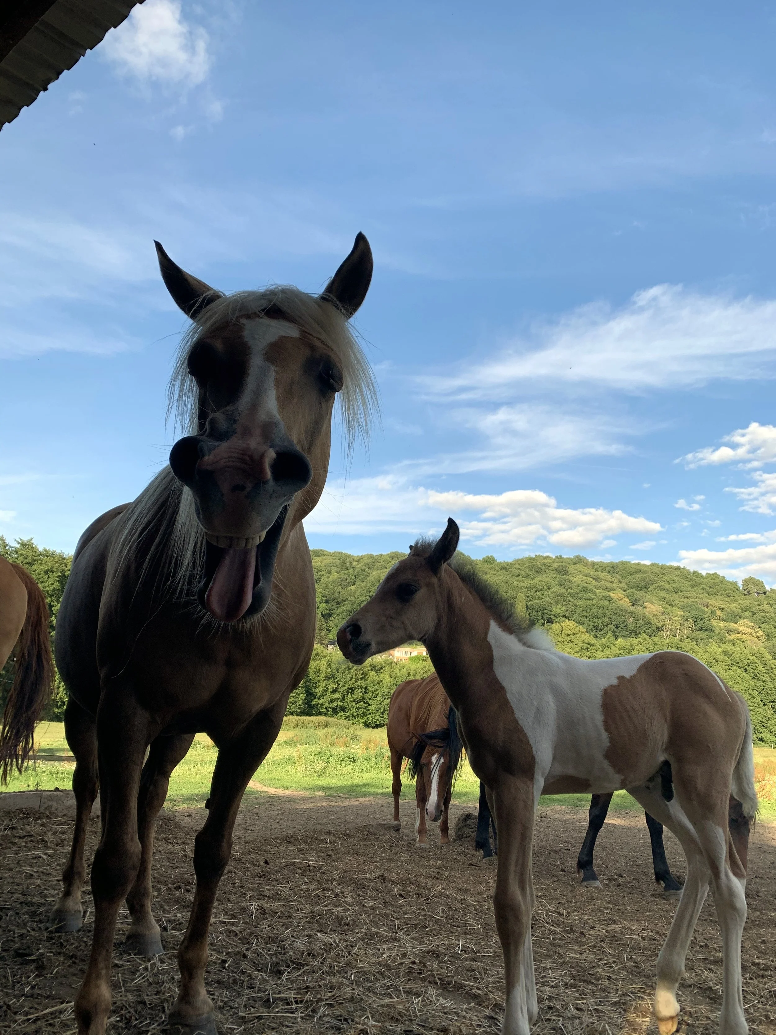 moulin_neuf_album (4).jpeg