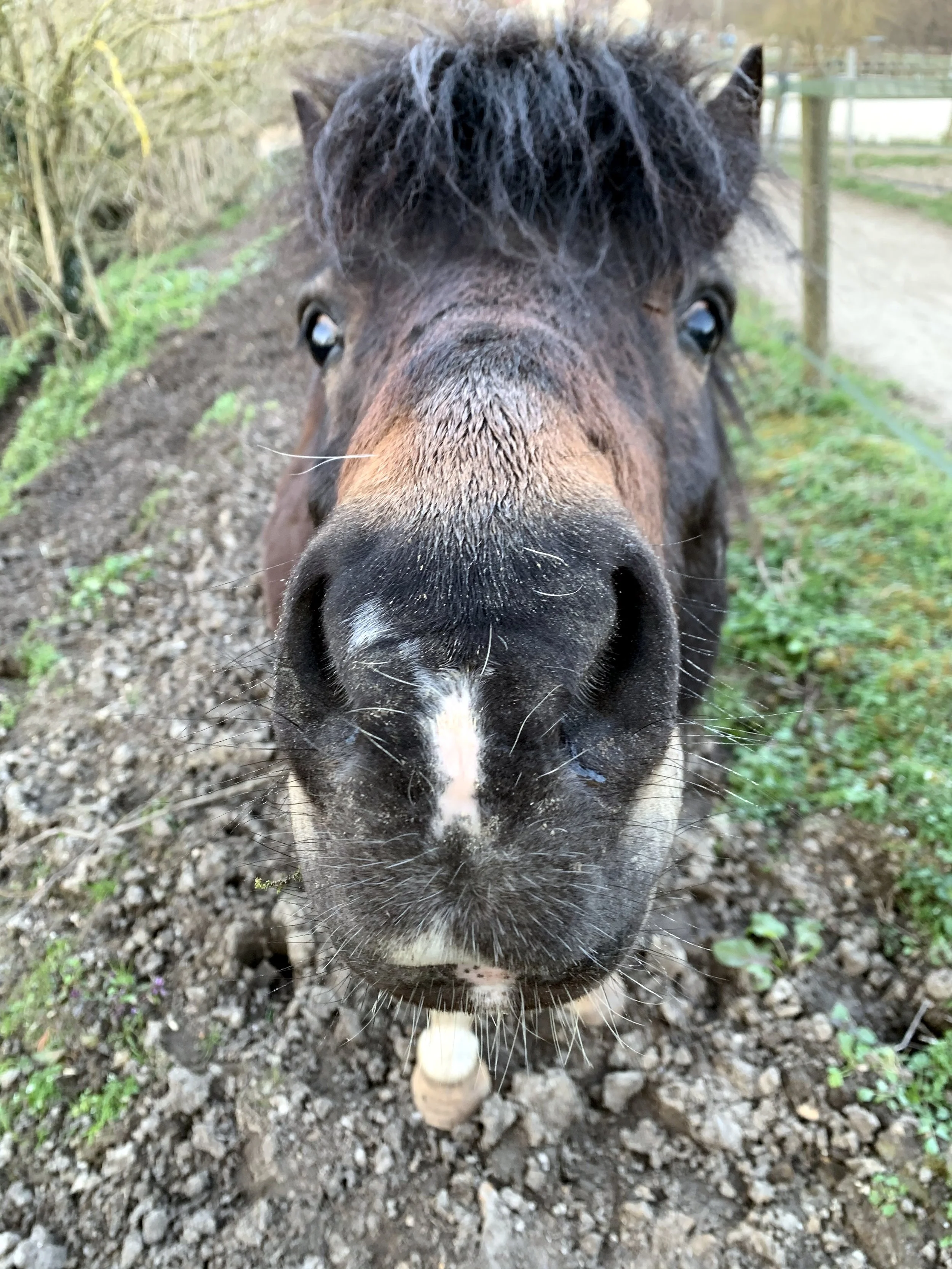 moulin_neuf_album (1).jpeg