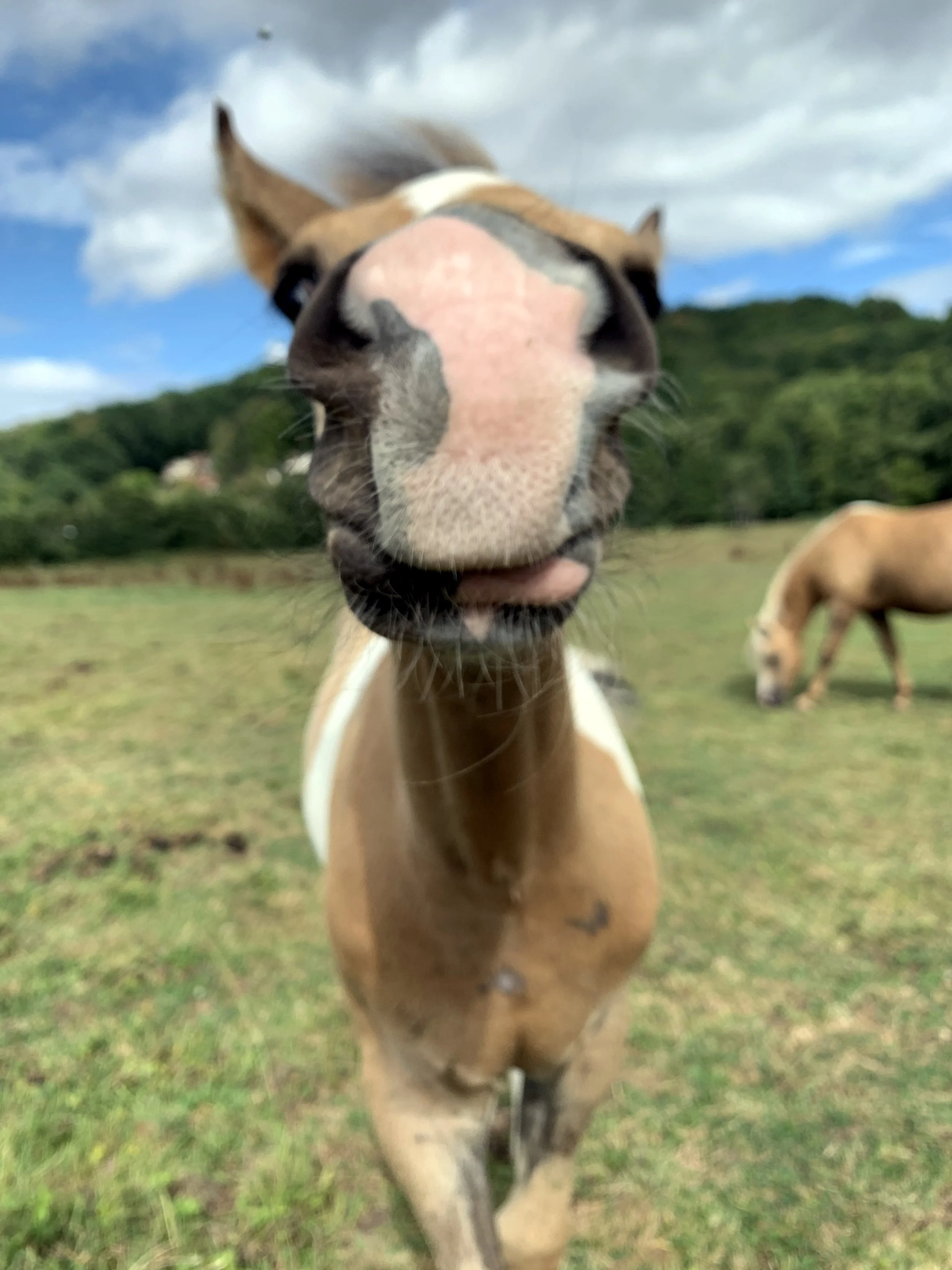 moulin_neuf_album (3).jpeg