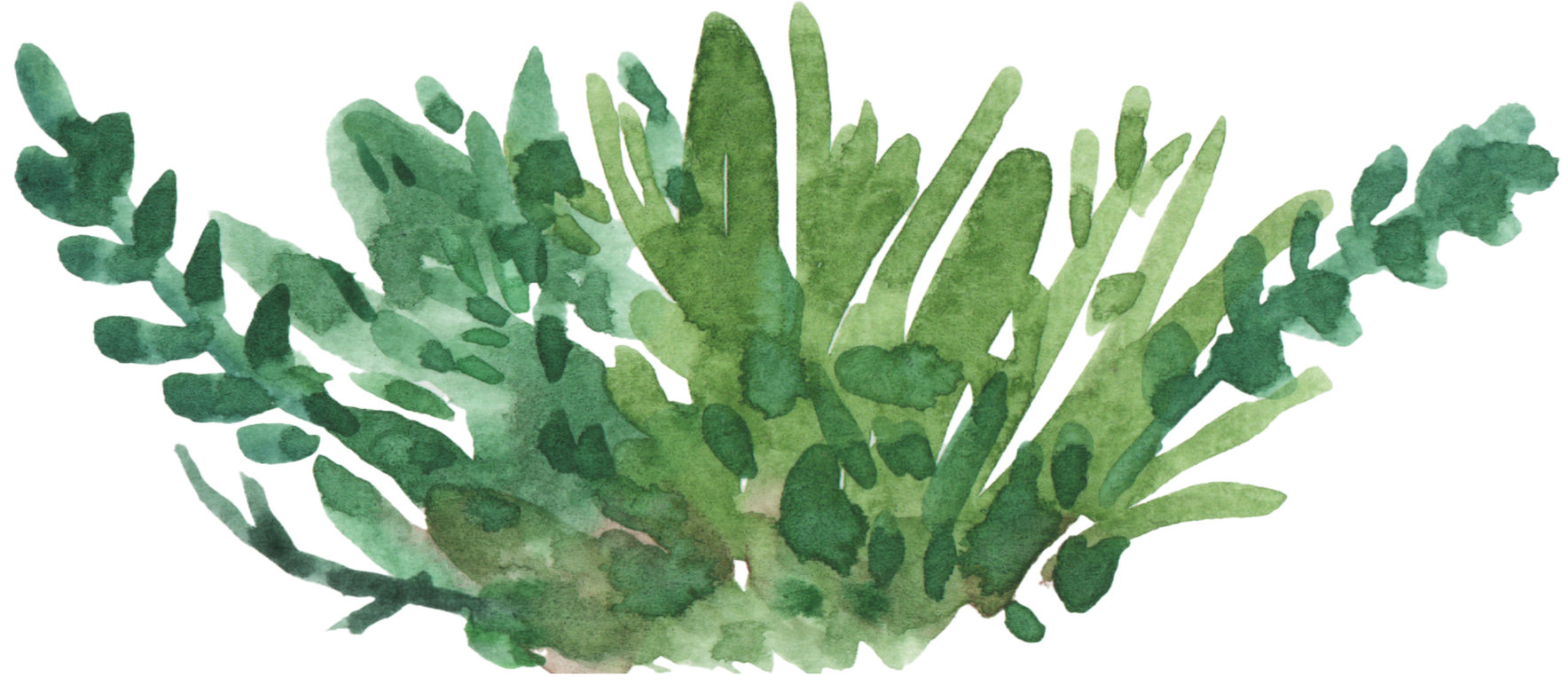 Watercolor illustration of various green herbs including rosemary, sage, and thyme.