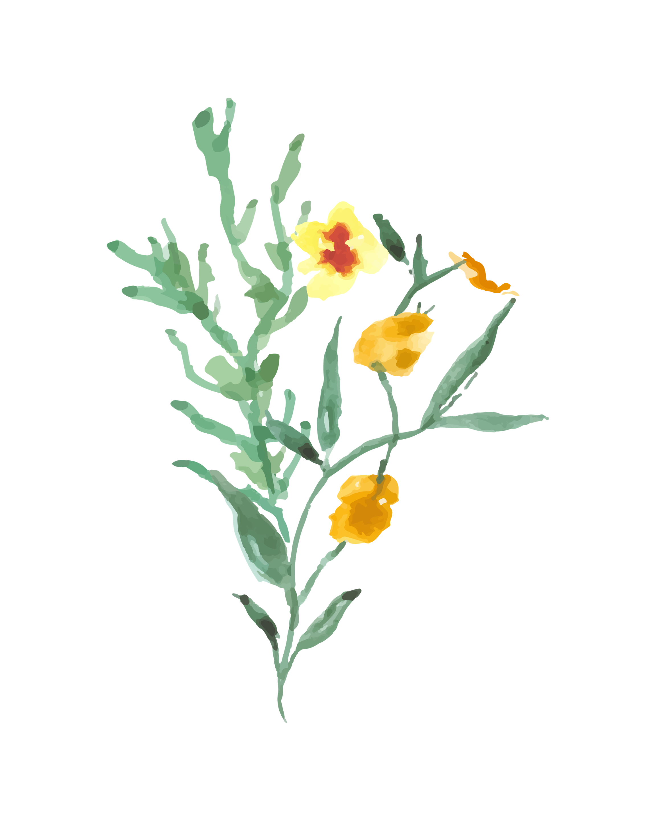 A partially illustrated plant with green leaves and yellow flowers.