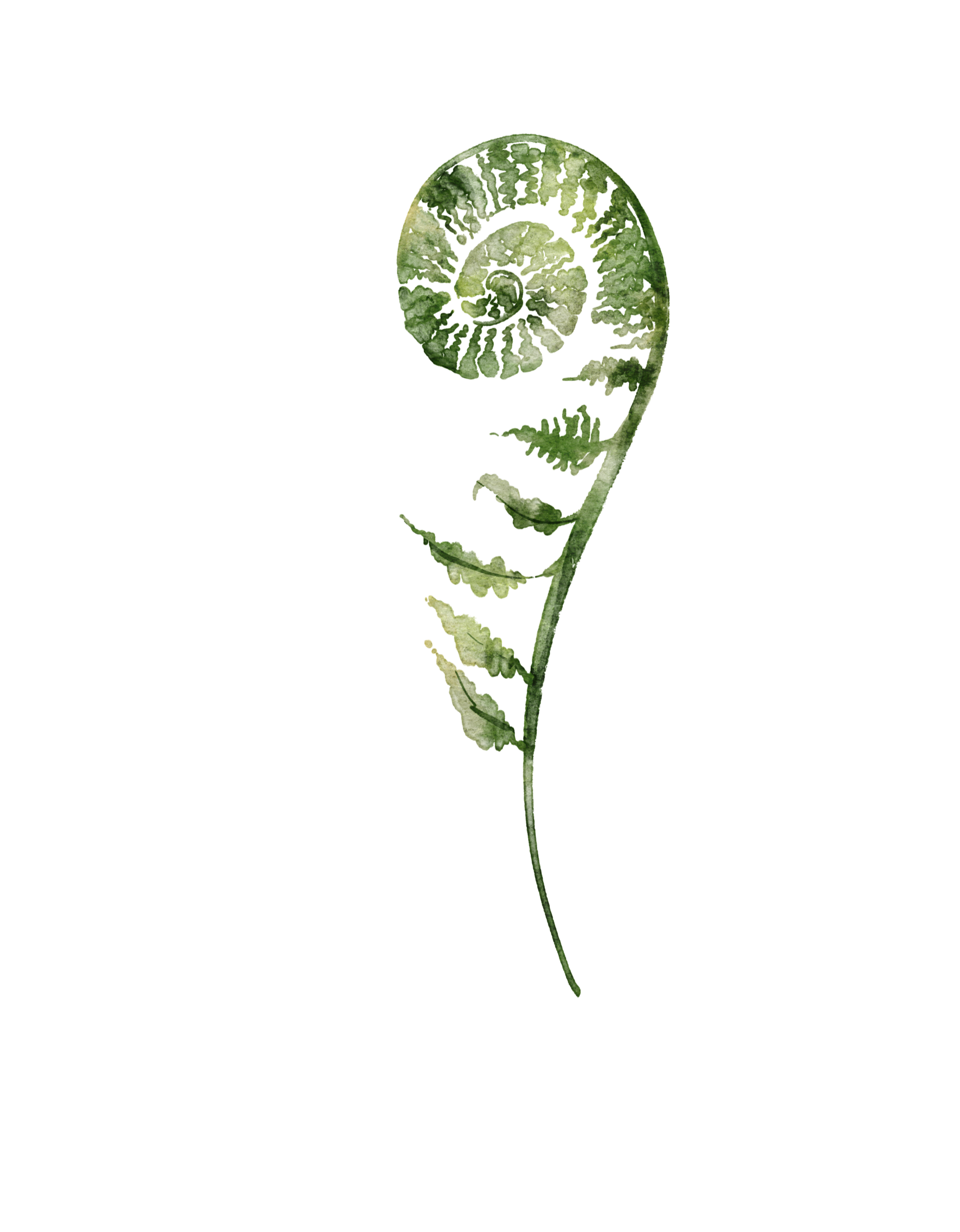 A green fern leaf with a spiral pattern at the top, set against a transparent background.