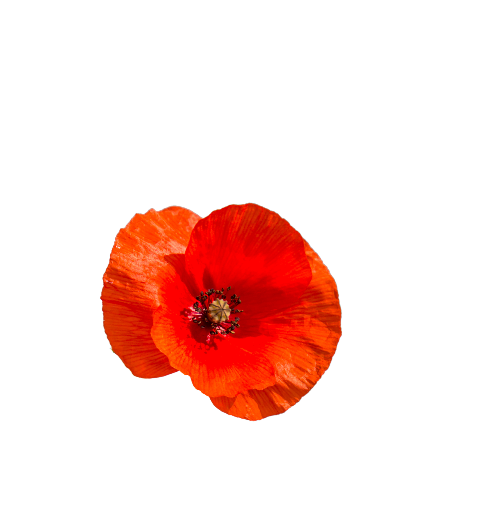 Close-up of a vibrant red poppy flower against a black background.