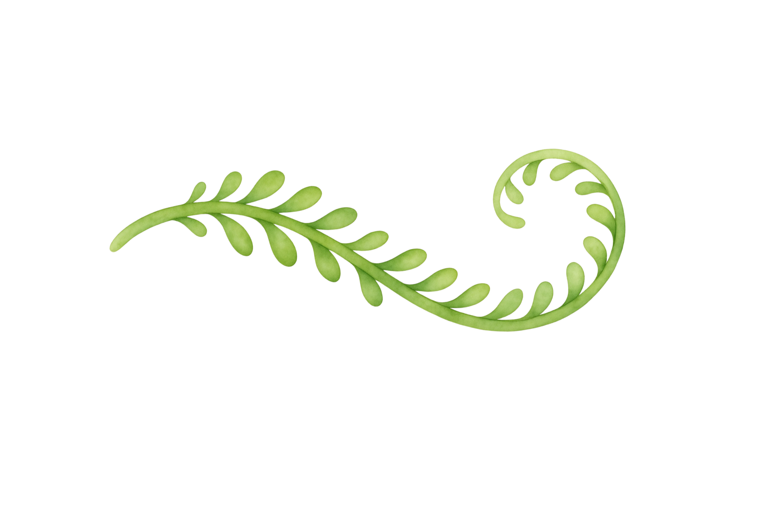 A decorative green vine with oval-shaped leaves curling at the ends, set against a black background.