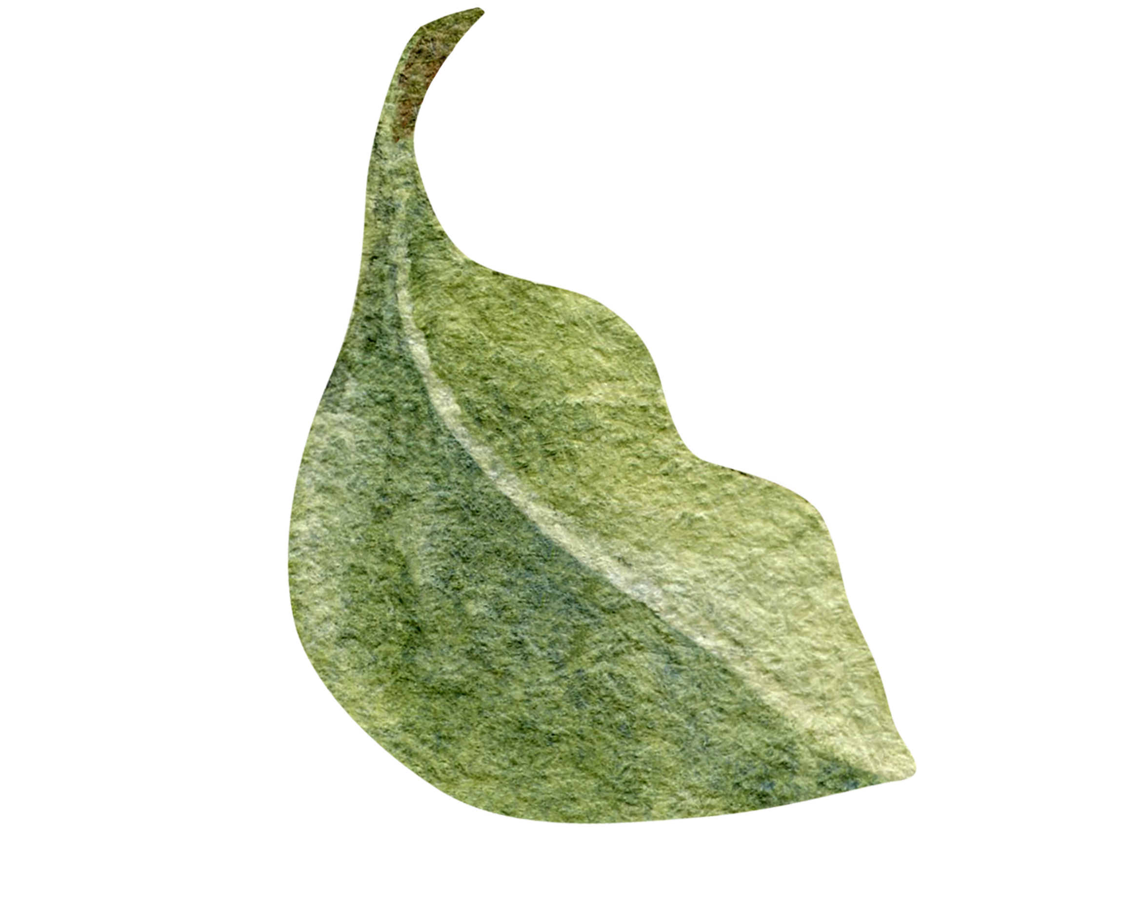 A close-up image of a single green bay leaf with a textured surface and prominent veins.