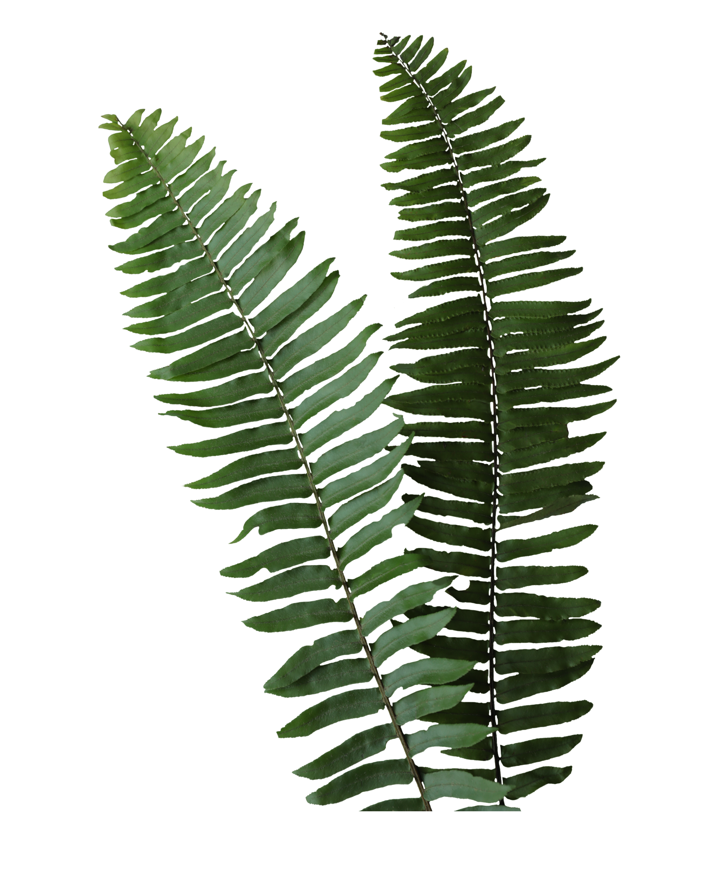 Two green fern leaves with elongated, pinnate leaflets.