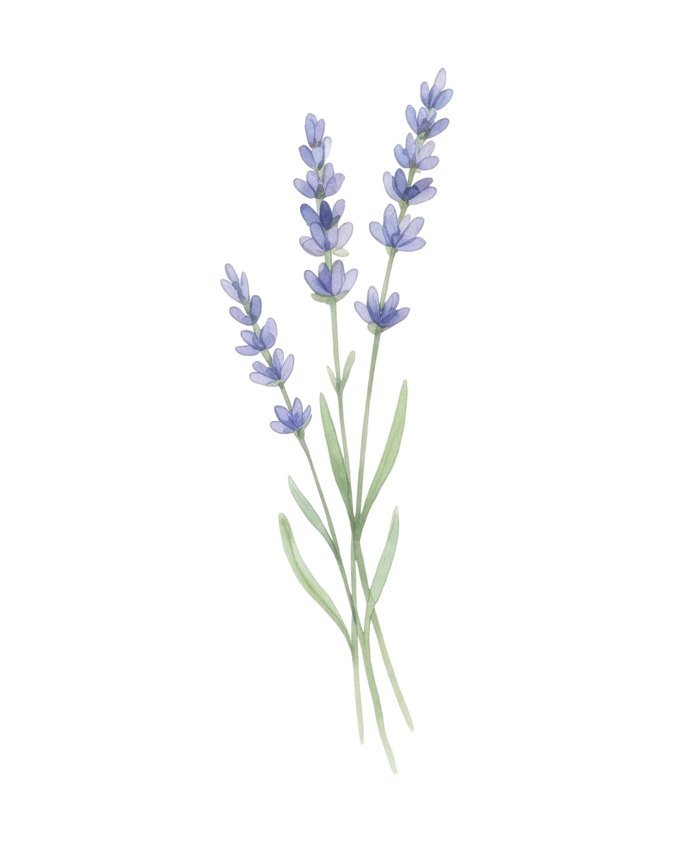 A bunch of lavender flowers with tall purple stems and green leaves.