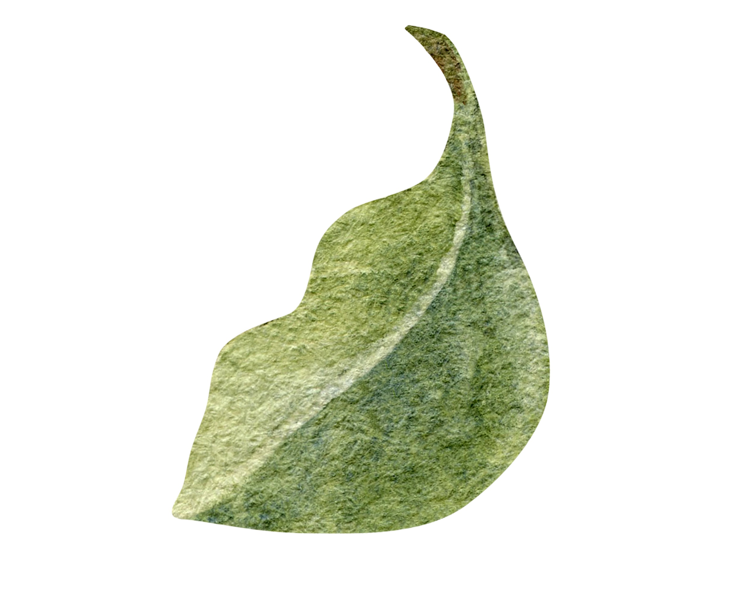 Close-up of a green, textured lime with a curved shape, set against a black background.