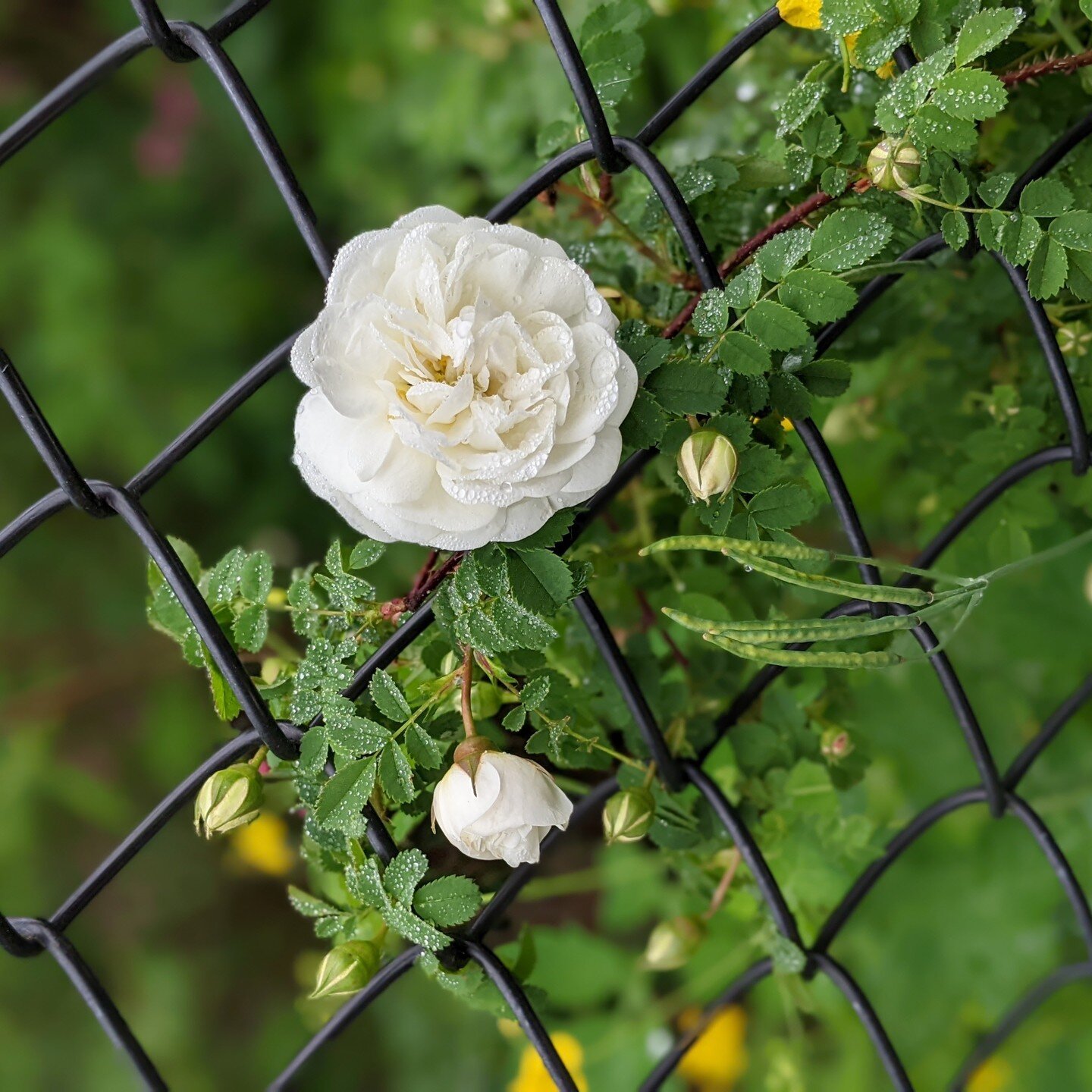 The perfect rose, animating the most ordinary fence. I have a new post up on make, release, repeat (my substack newsletter). Is it about roses? Is it about gardens? Is it about being in a relationship with roses and gardens? Go see, link is in the us