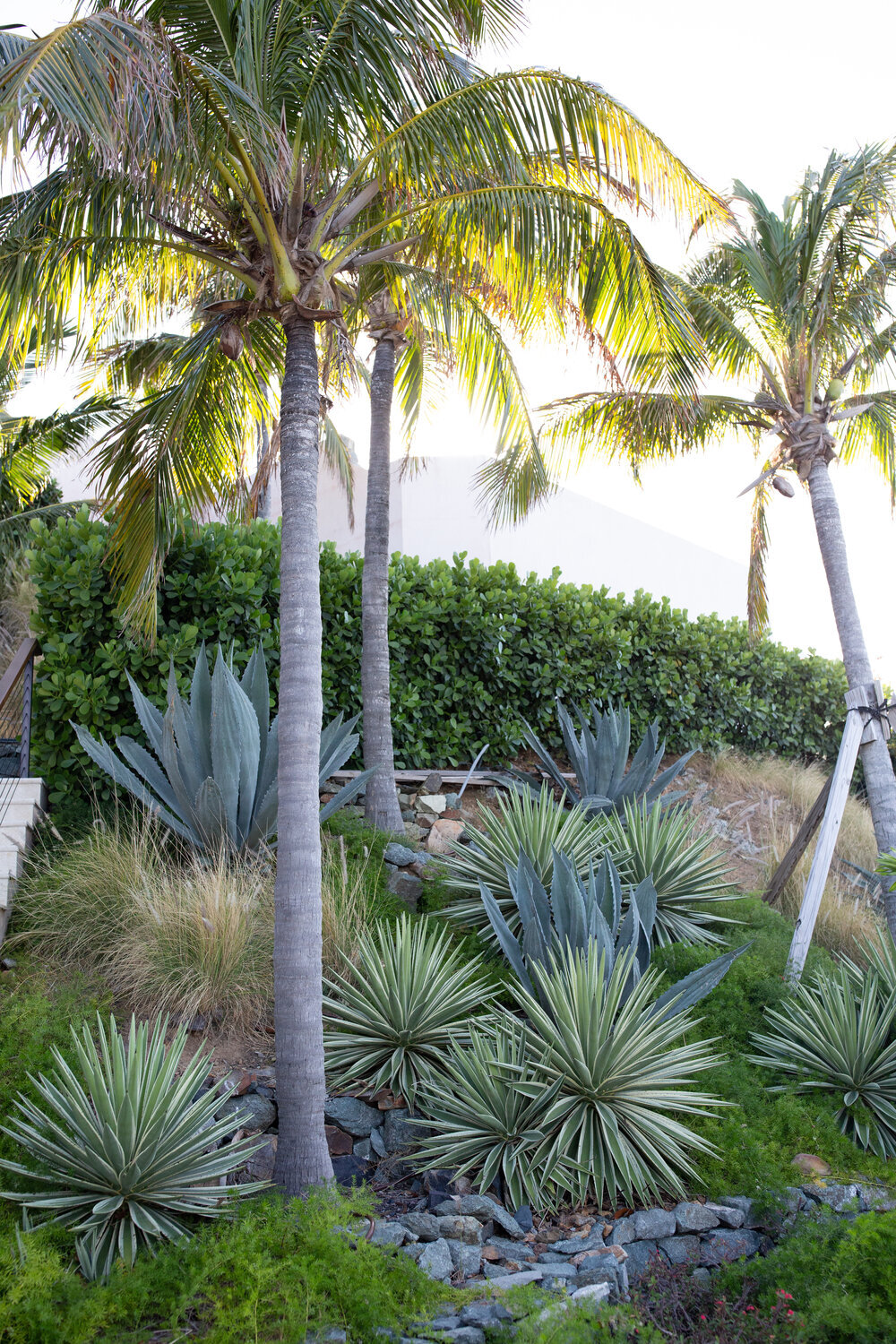 palm trees in st. john usvi.jpg