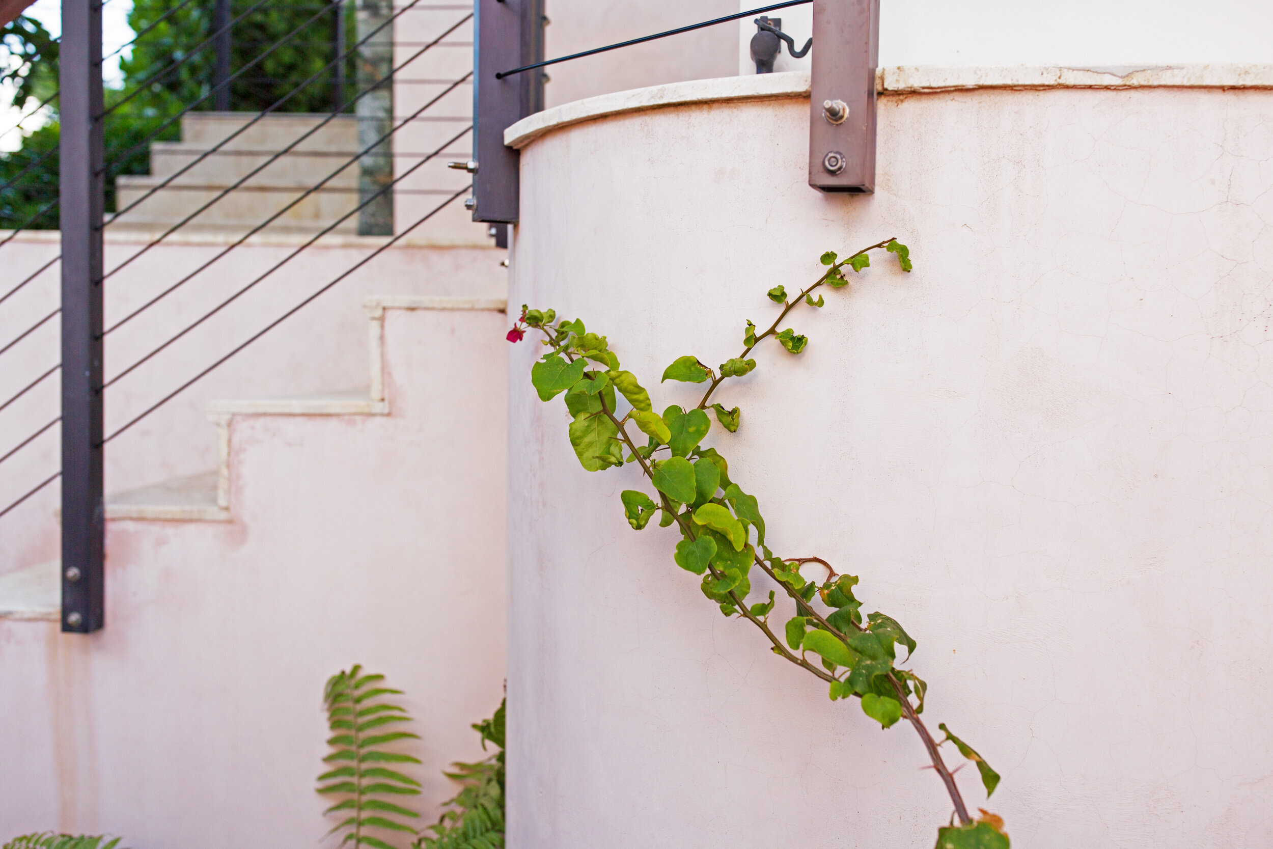 growing vine at st. john vacation home.jpg
