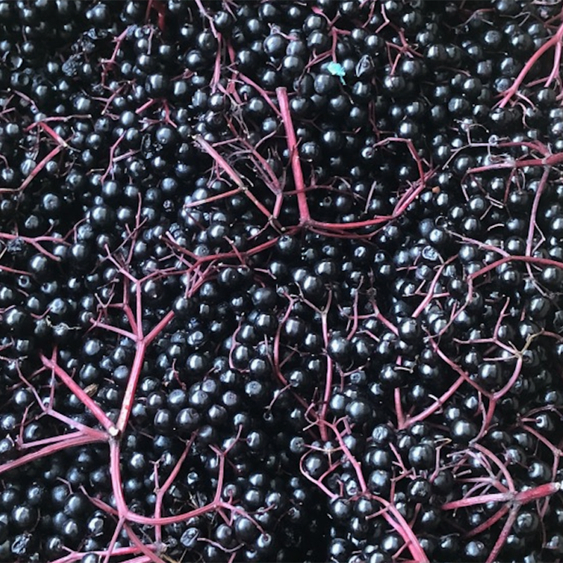 A plethora of purples