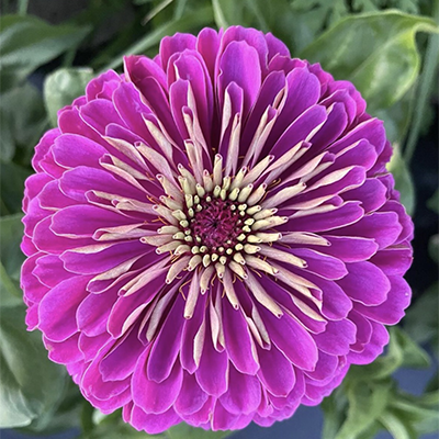 Zuchinni and Zinnias