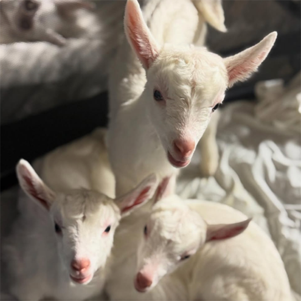 Baby goats, garden inspo and hands-on planting at the market this week!&nbsp;