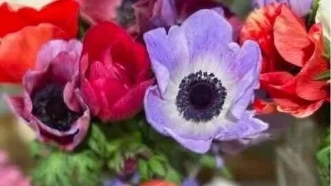 🌷 The Beauty in Blooming