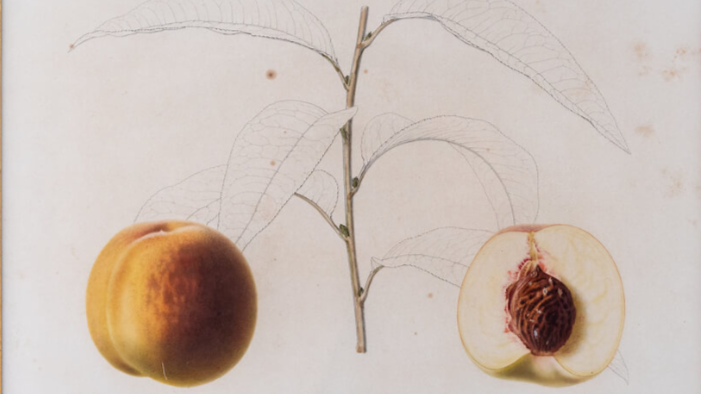 Showcase:Botanical Illustrations 