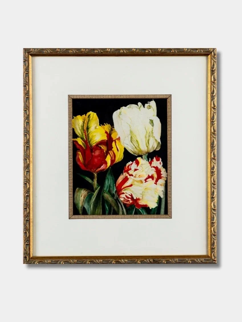 Vintage Framed Watercolor of Parrot Tulips