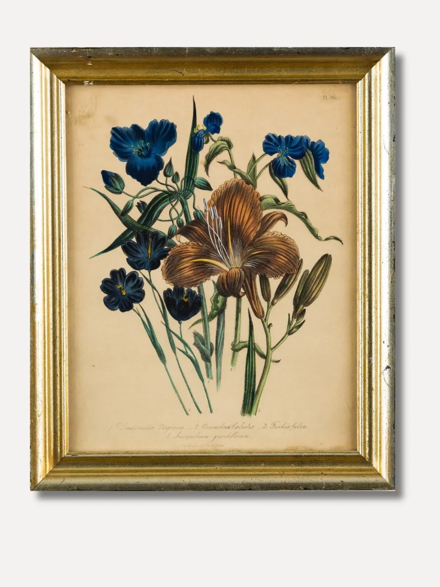 Botanical Engraving: Plate No. 96