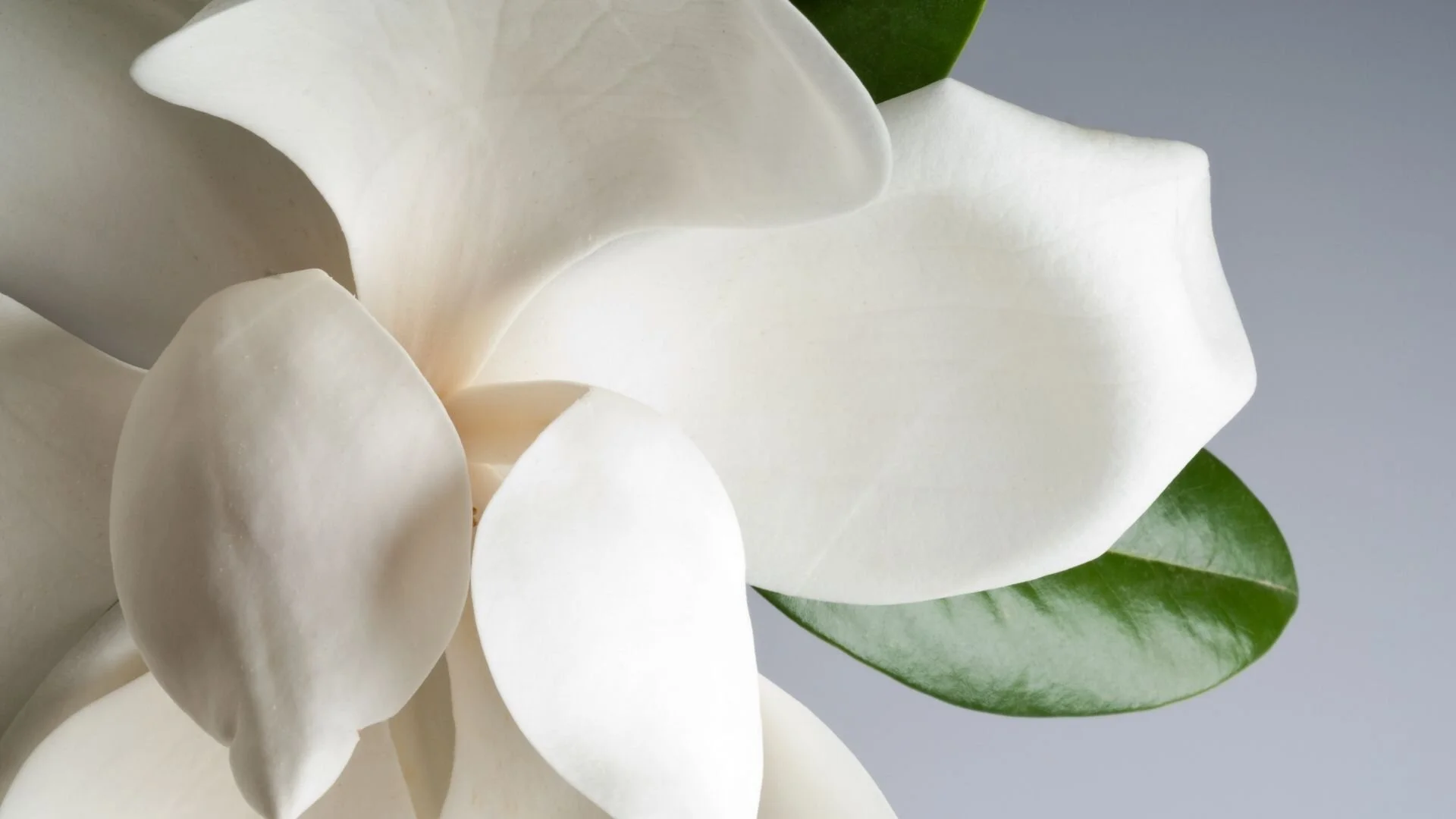 CS magnolia (1).jpg