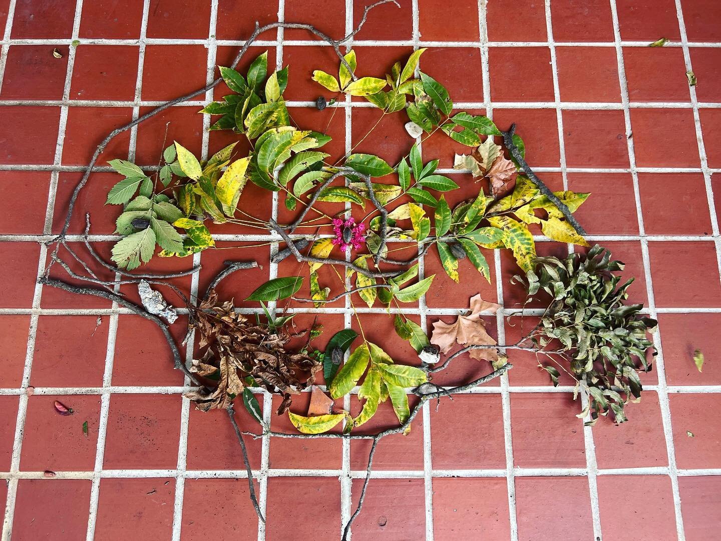 nature mandala to start today&rsquo;s group about mindfulness 🌿🍃 #arttherapy #nature #naturetherapy #ecoarttherapy #naturalmaterials #artheals #mandala #naturemandala #change #growth #mindfulness