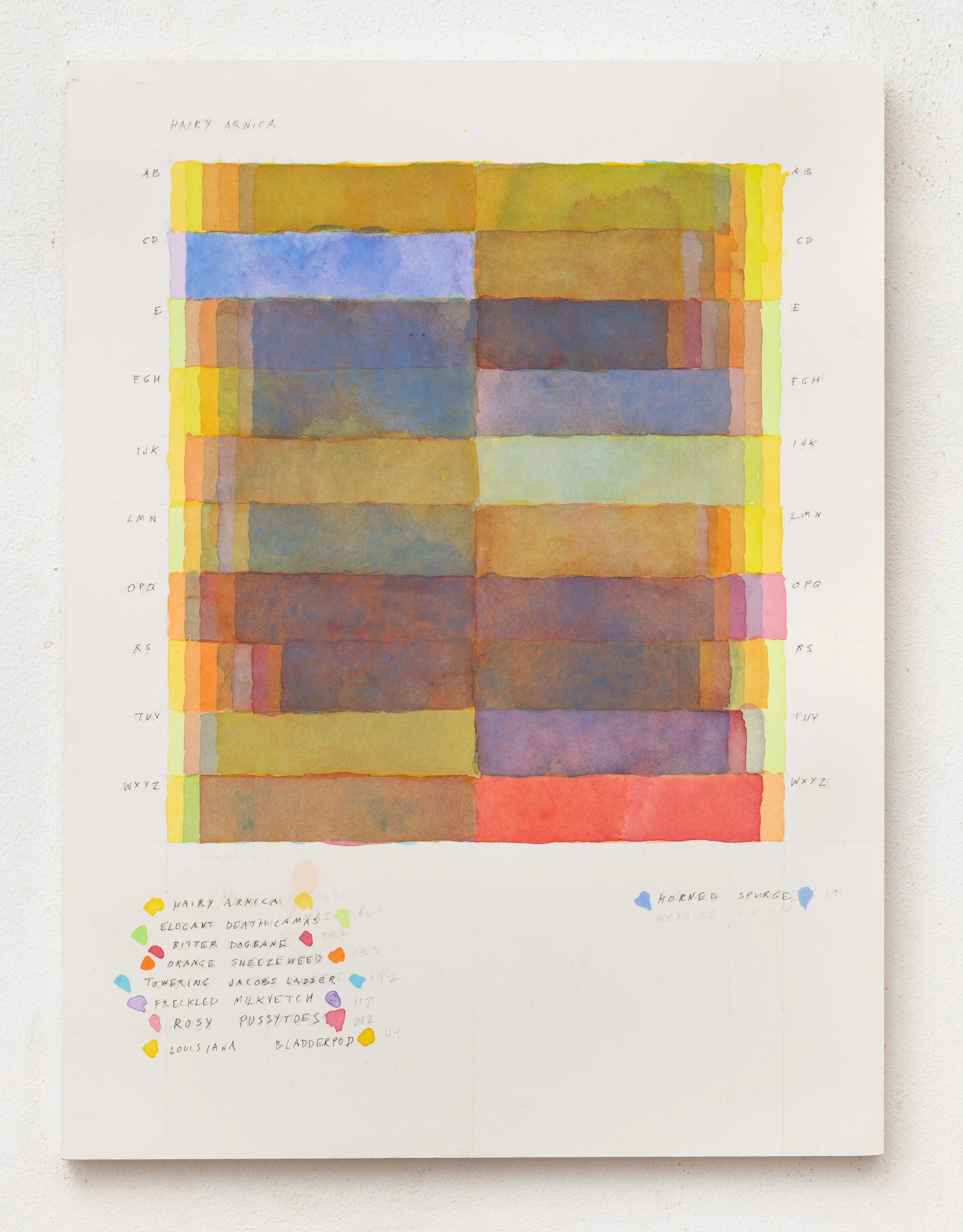 HAIRY ARNICA 2023 16 x 12 inches