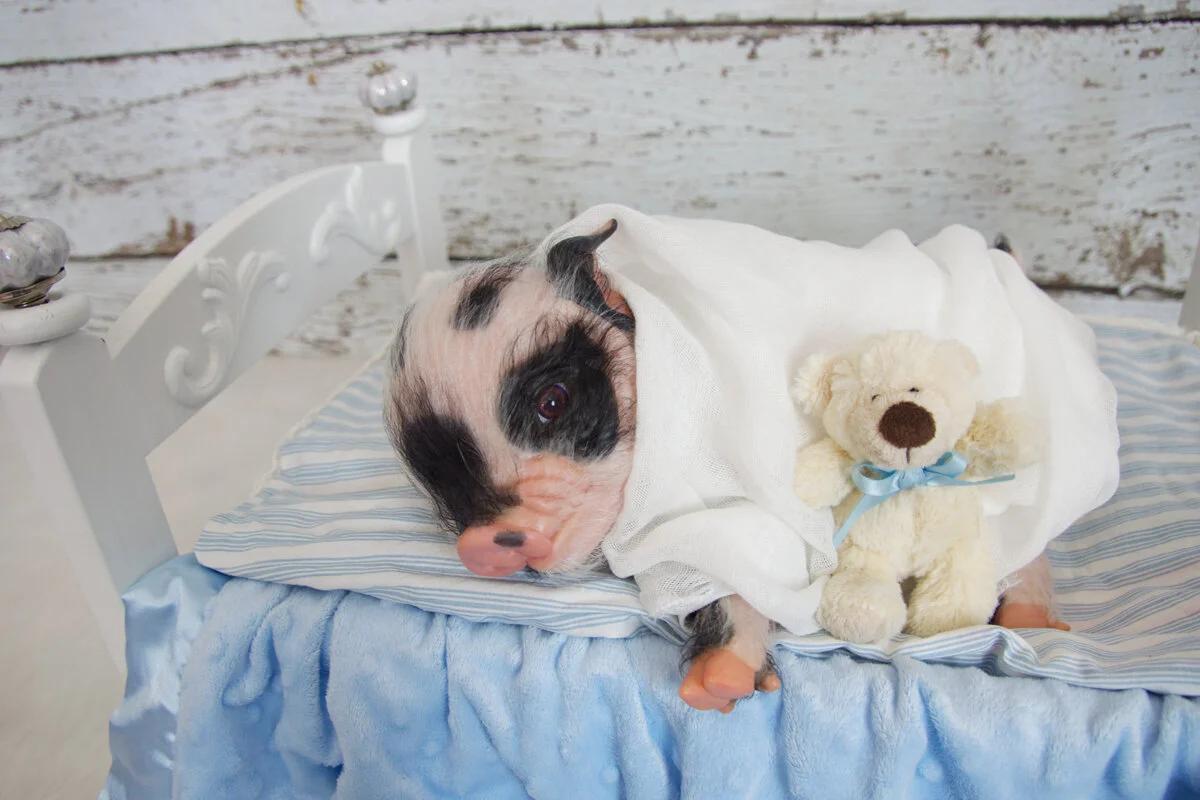 This adorable little piglet was created by Taunya Castillo, the owner behind the online boutique shop Put A Bonnet On It. Porter is made from the Thistle sculpt by Cindy Musgrove and was rooted with our Straight Yearling hair in natural white and bla