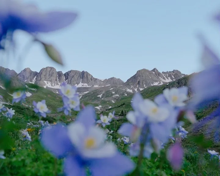 Postcards from the San Juans 💕 The bloom is a bit early this year but hopefully the rains will keep the flowers around for a while. And keep the smoke and fires away. Already southern Colorado is a bit smoky because of wild fires and I&rsquo;ve seen