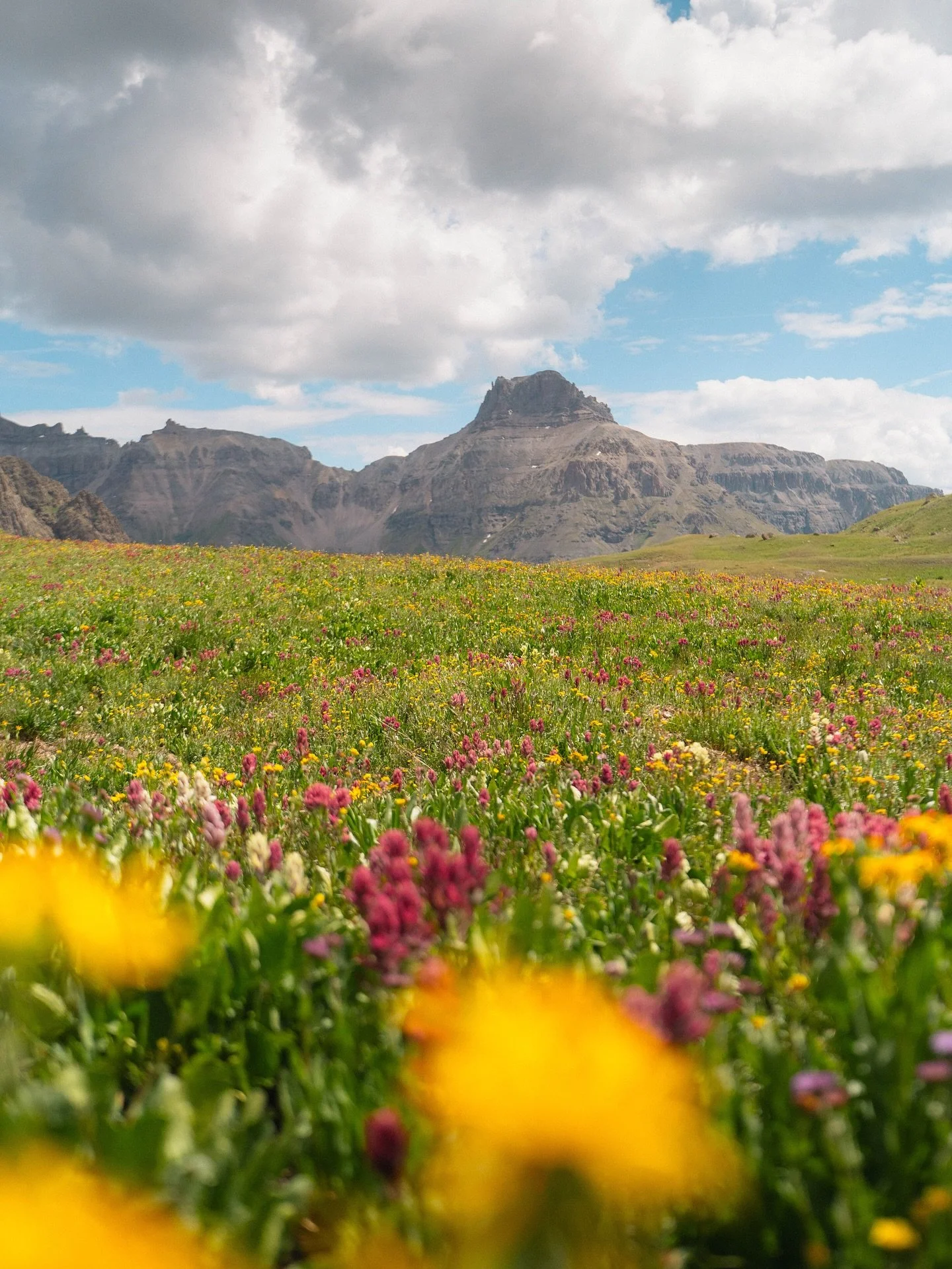 Can&rsquo;t believe the amount of wildflowers I&rsquo;ve seen this year - fields and fields tucked away into the San Juan mountains at high elevation. Haven&rsquo;t been having the best weather, but frolicking in fields of flowers makes up for it I g