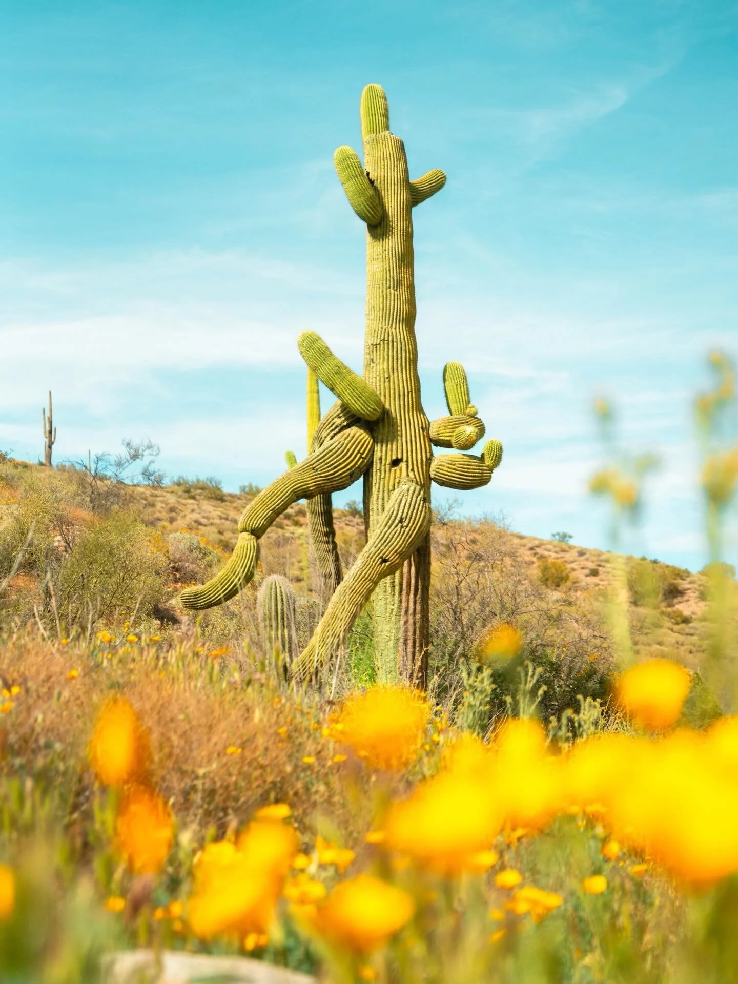 Flowers blooming in the desert will always  be so magical 🌼🌵💕✨ 

#arizona #adventuretravel #naturetherapy #getoutside