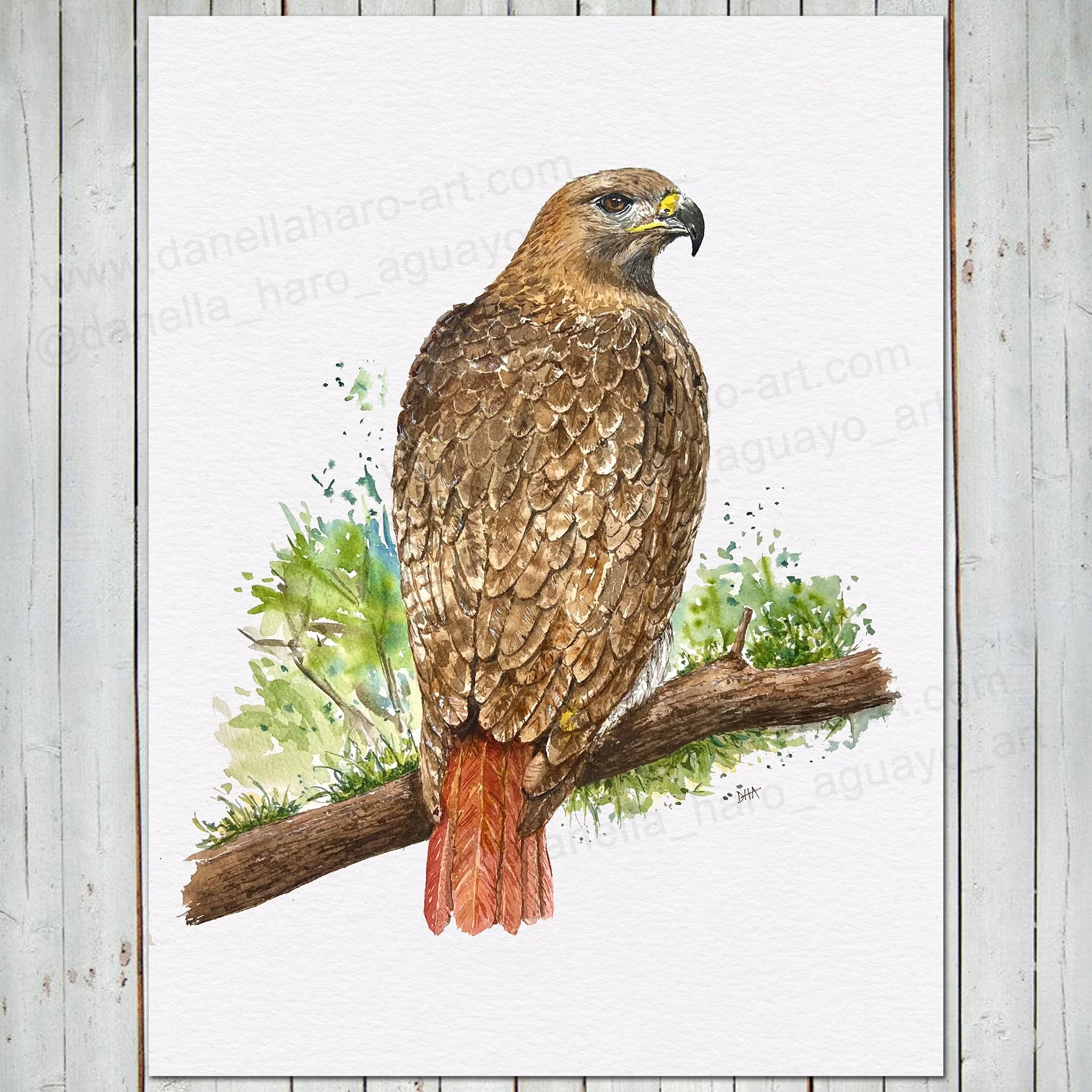 New Jersey's Wildlife Collection: “The Mighty Red-Tail Hawk” - 16 x 11 inches -