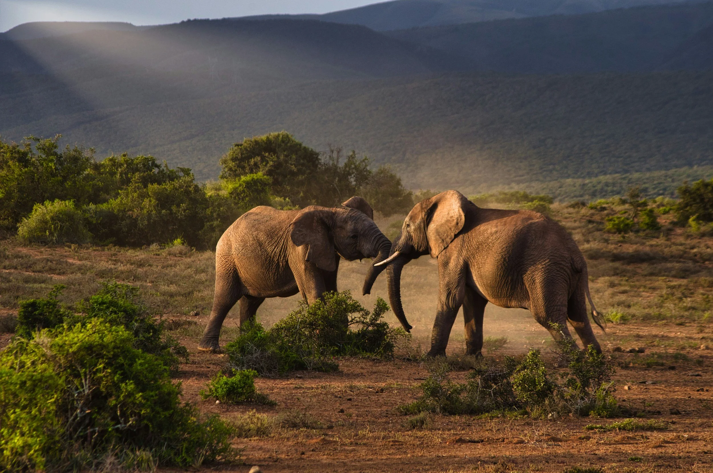 How to Choose Between Kenya, Tanzania, and Botswana for Your Safari