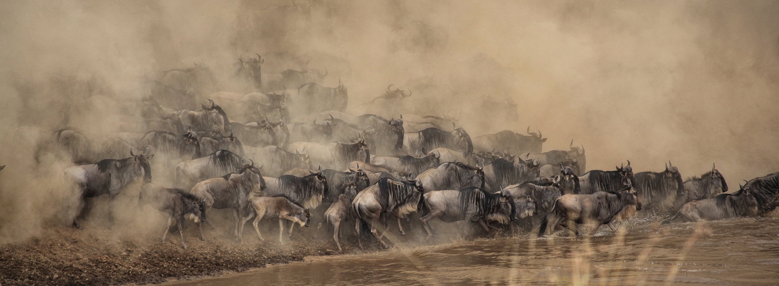 The Great Migration, Explained: When to Go and What to Expect
