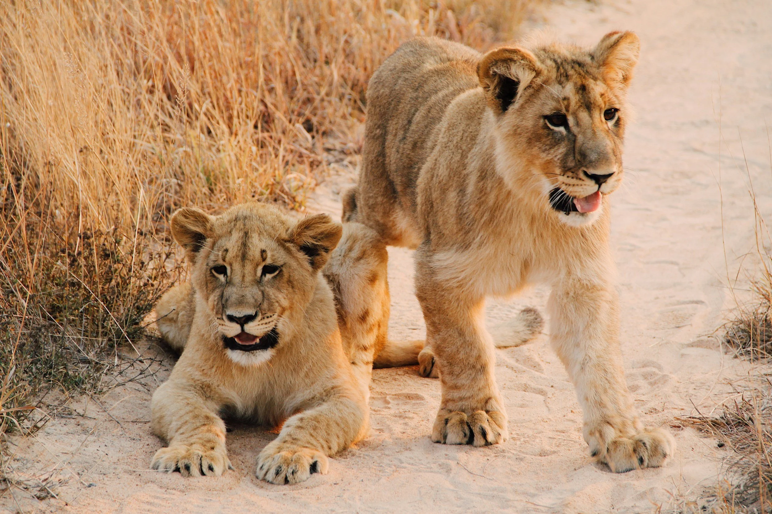 Botswana vs. Zimbabwe: Which Safari Destination Is Right for You?