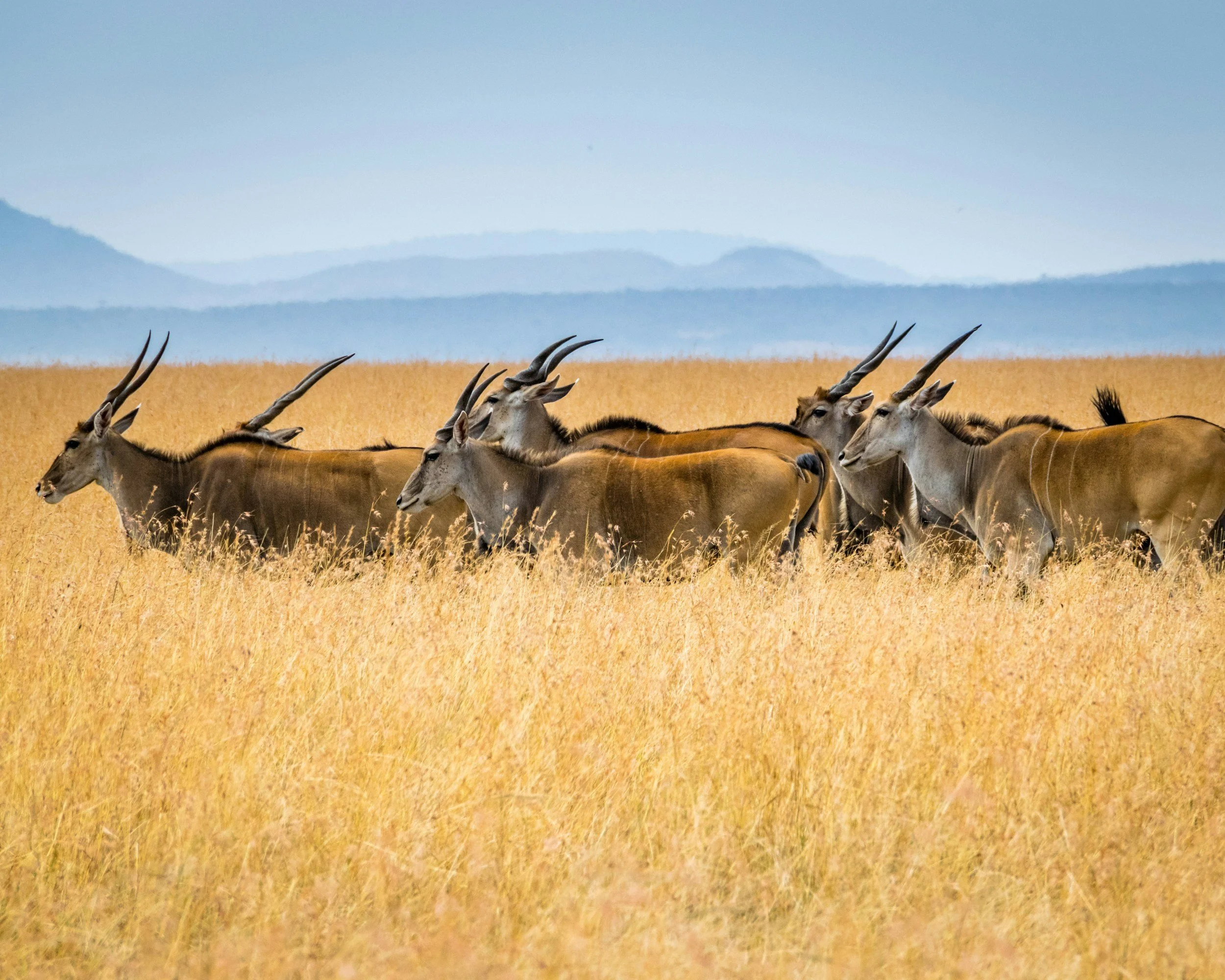 Why You Need a Luxury Travel Advisor (And What Makes VDB Different)
