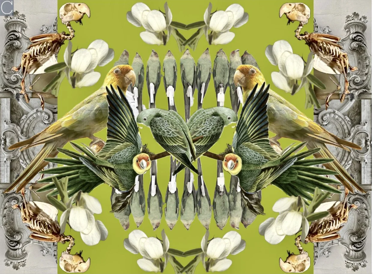 amybirdcollage.jpg