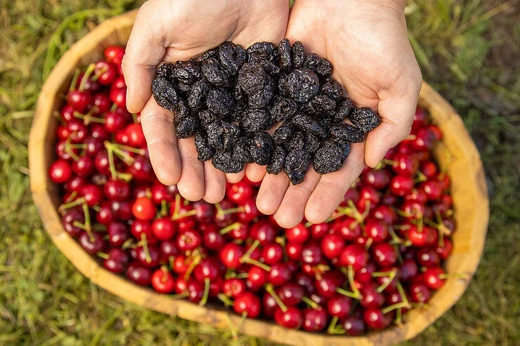 Sunrise Fresh Dried Fruit Company: The Fruit Waste Solution