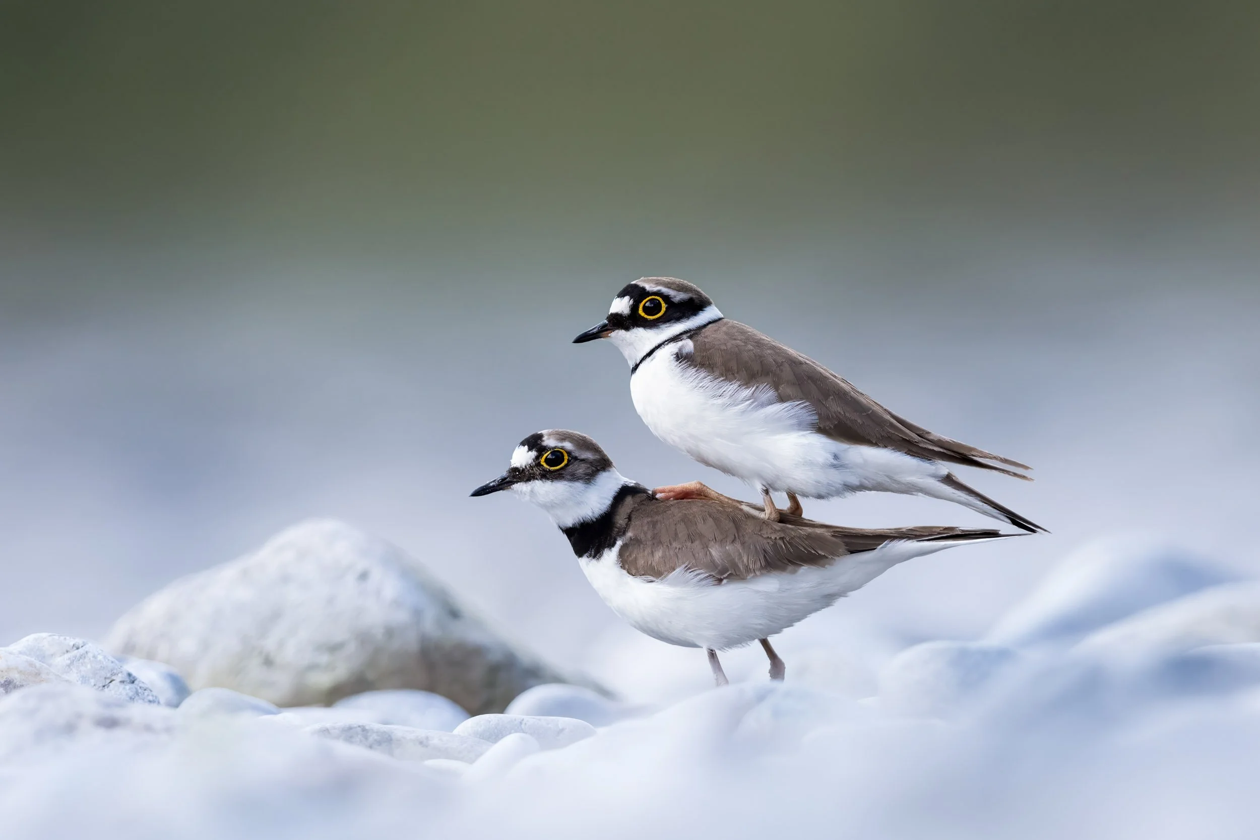        &nbsp;        










































  

    
  
     

      

      
         
          
        
        

        
          
             
               Im Vollbildmodus anzeigen 
              
           
         