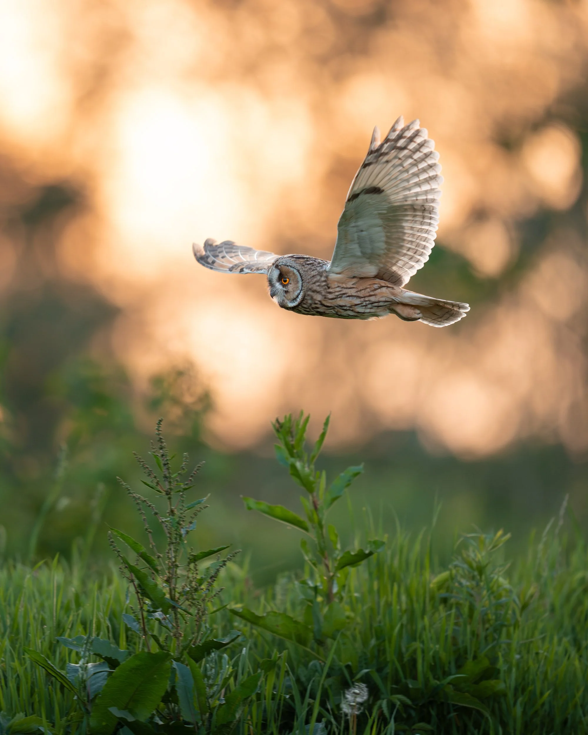        &nbsp;      &nbsp;          










































  

    
  
     

      

      
         
          
        
        

        
          
             
               Im Vollbildmodus anzeigen 
              
       