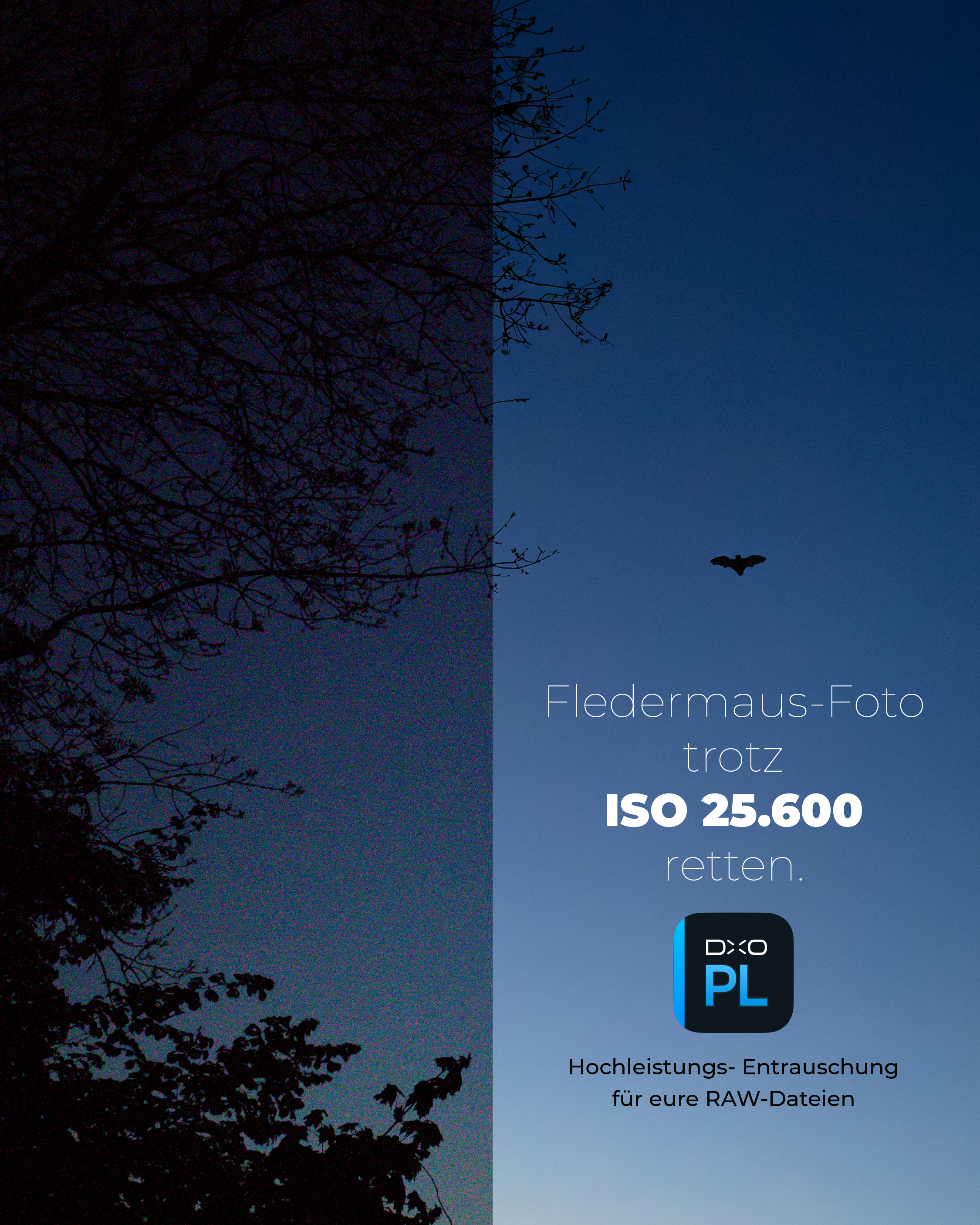 Fledermaus Kirsten Bruns x DxO x Naturfotografie Deutschland_1.png