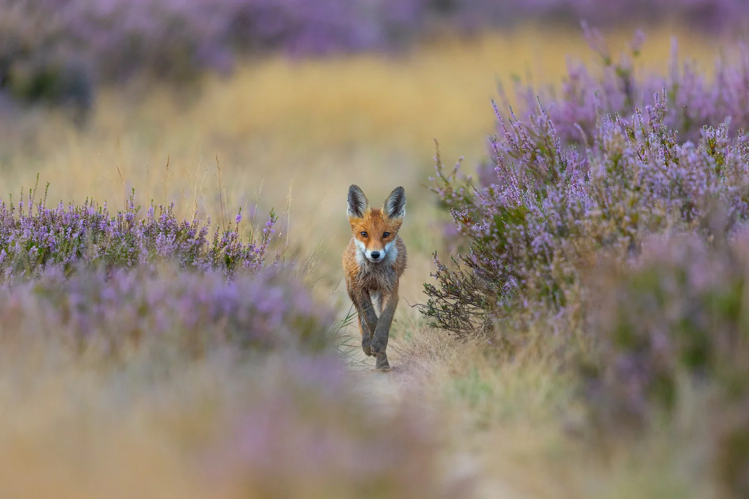Junger Fuchs L uft Durch Die Heide Naturfotografie Deutschland junger-fuchs-l-uft-durch-die-heide-naturfotografie-deutschland