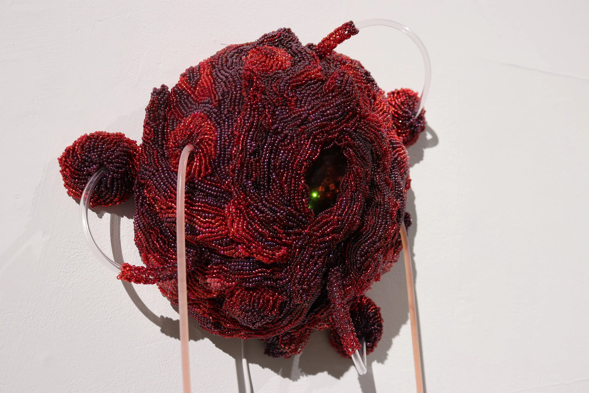 Circulation of Sappanwod