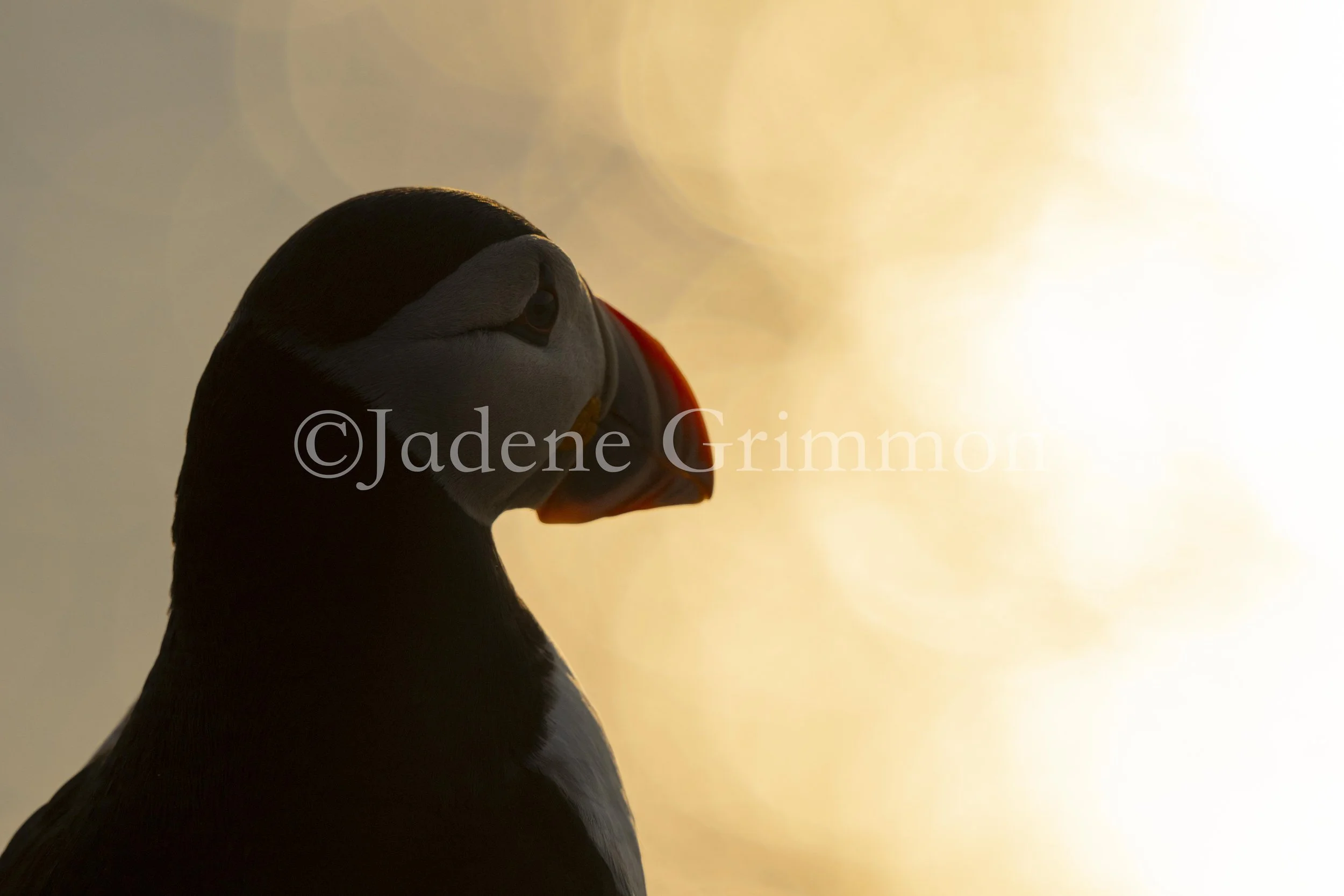 JGrimmon-641.jpg