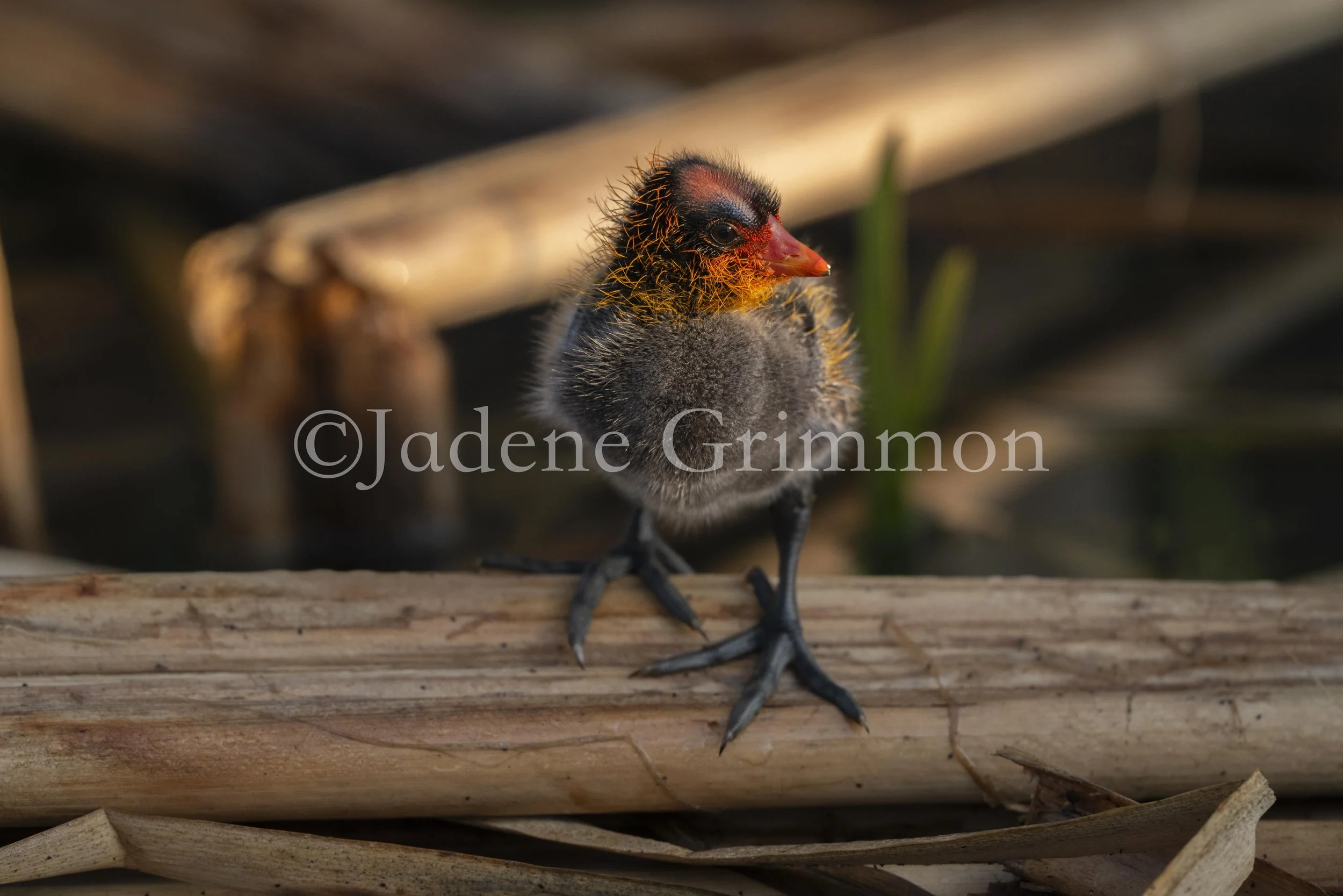 JGrimmon-659.jpg