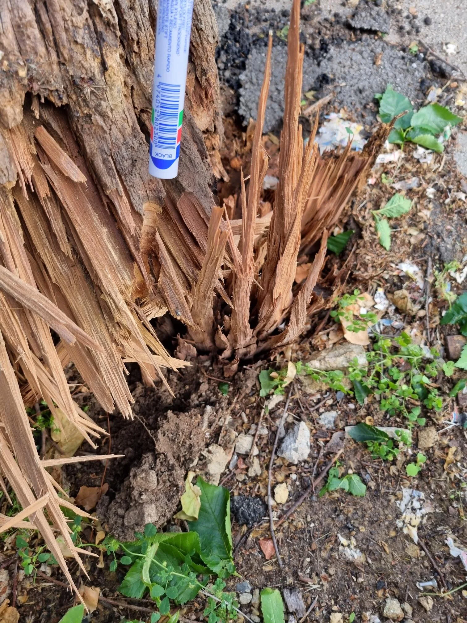 Pole Rot Destructive testing a factor in Pole Failure — Thor Poletest
