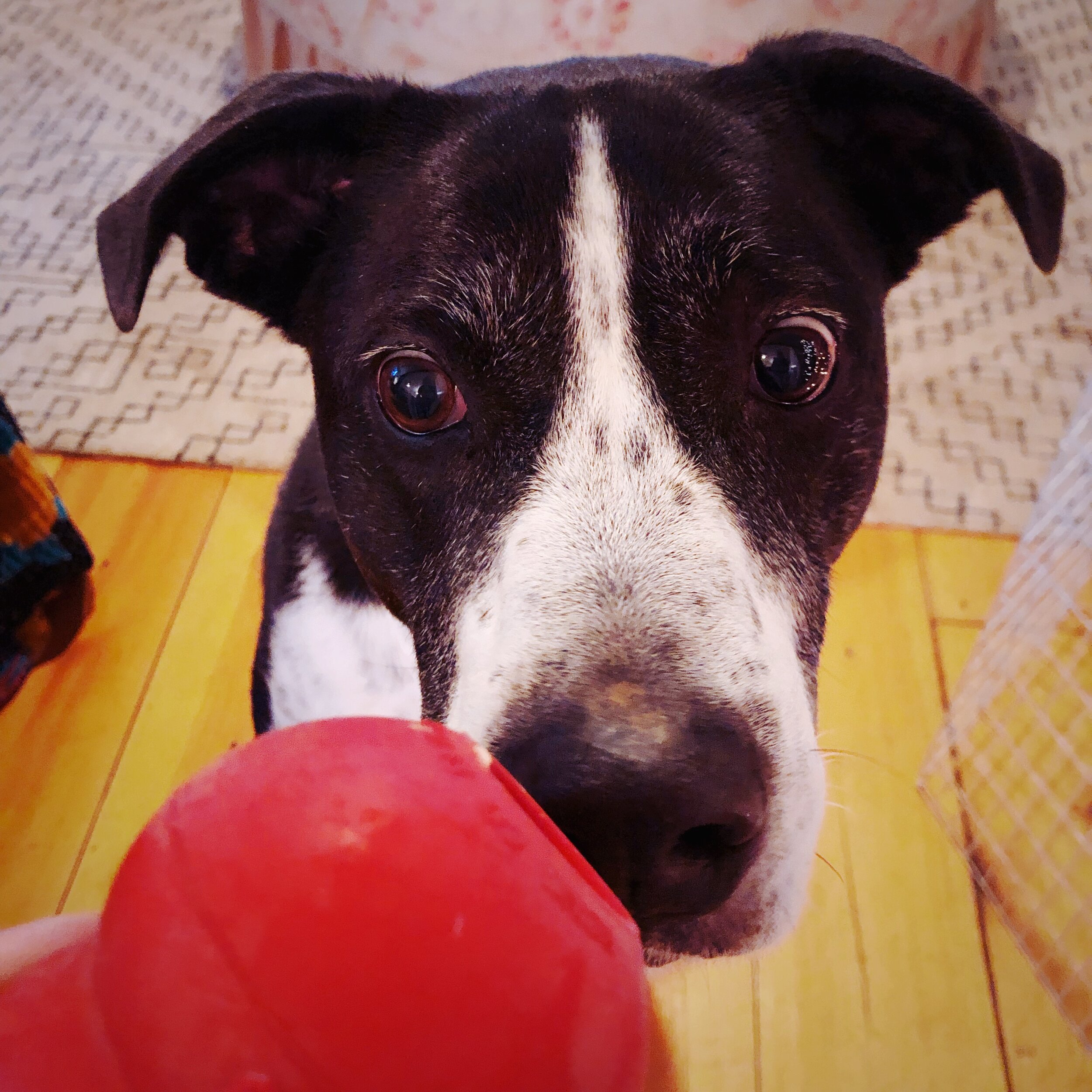The 12 Best Dog Toys for Mental Enrichment