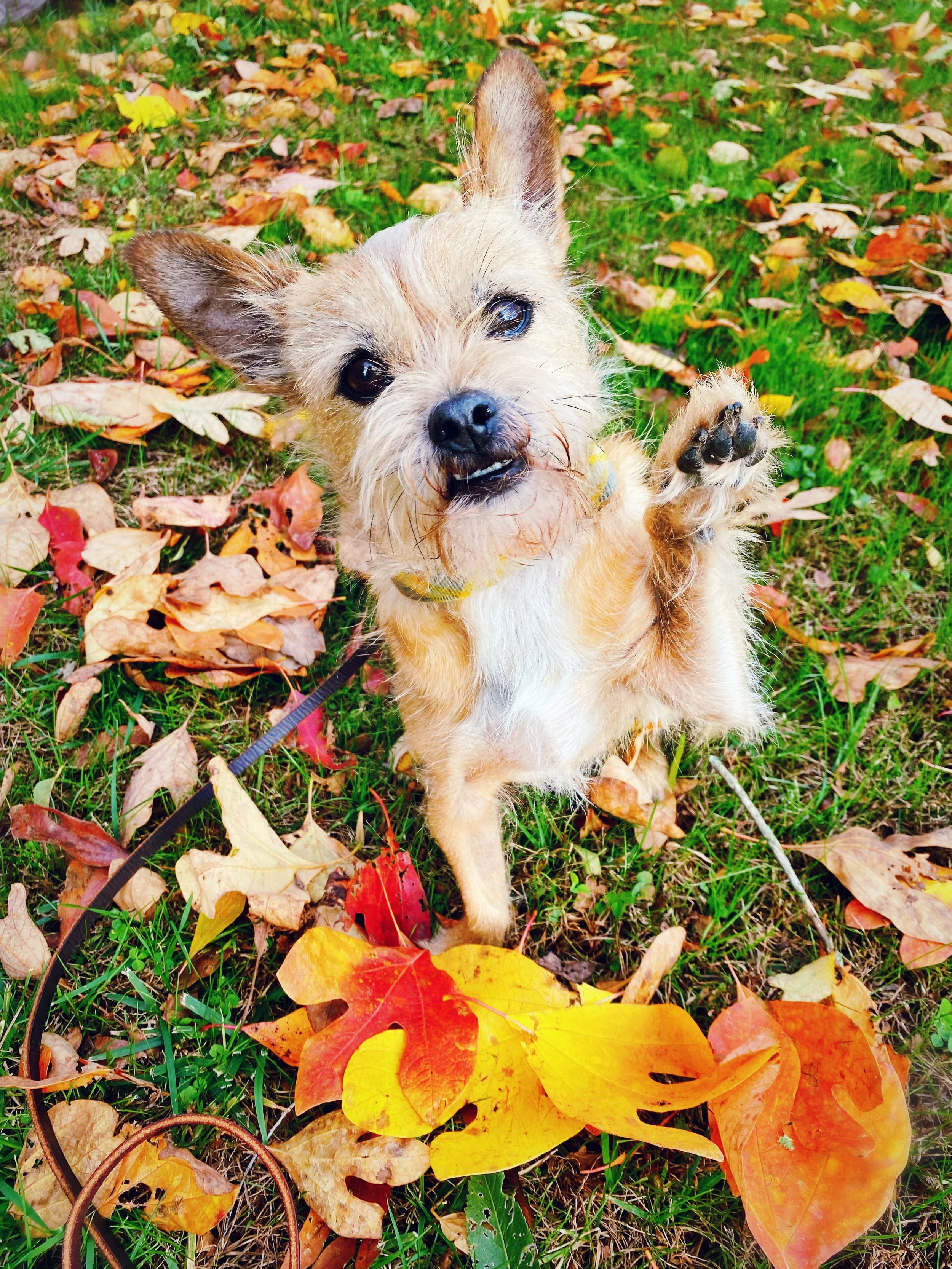 brown dog waving paw outside